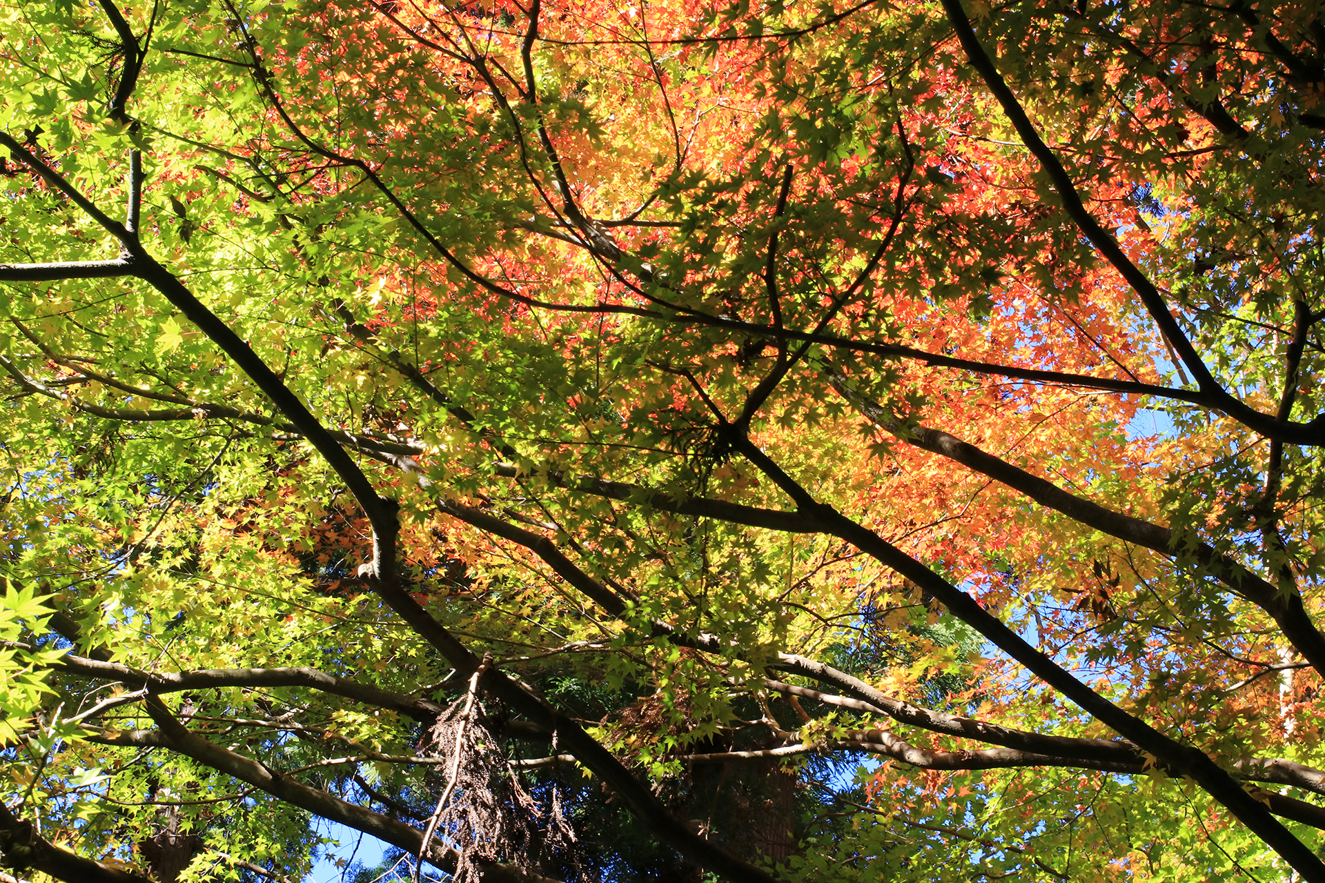 高尾山の紅葉