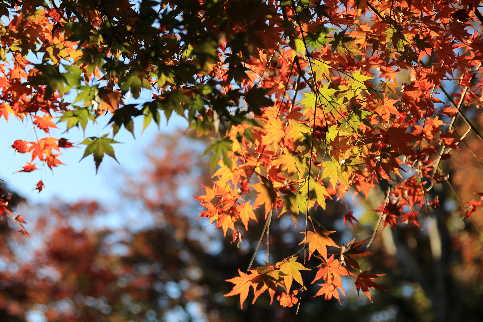 高尾山の紅葉