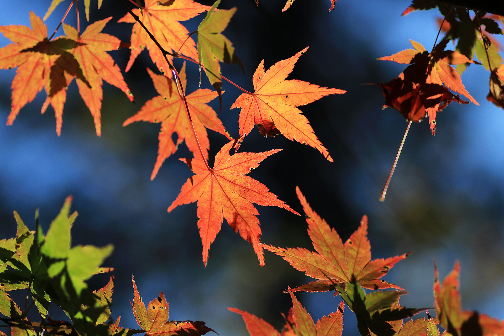 高尾山の紅葉