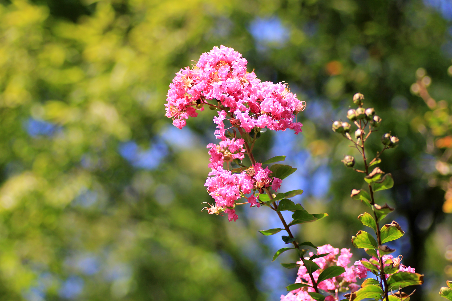 サルスベリのピンク色の花