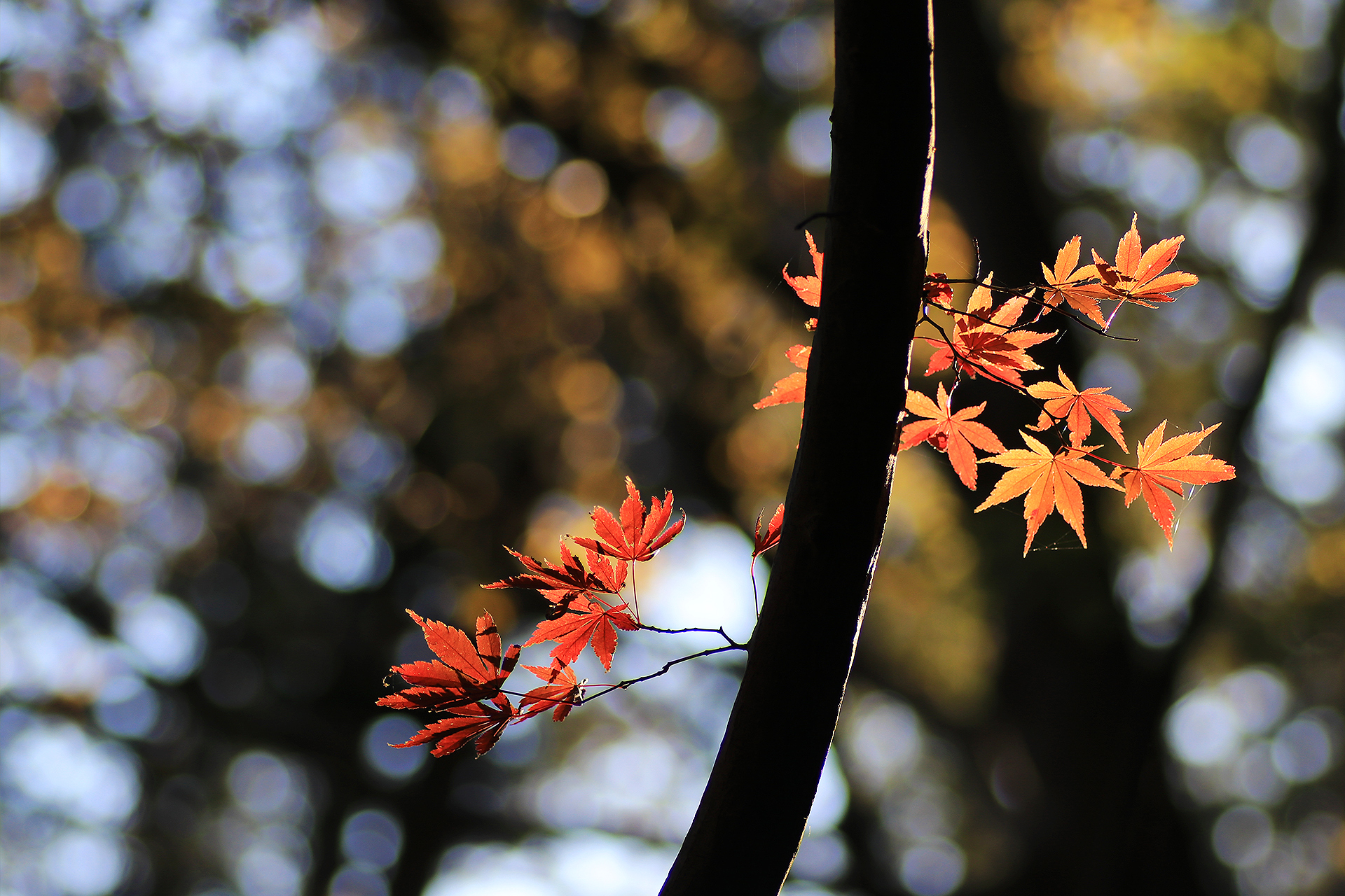 枝と小さな紅葉