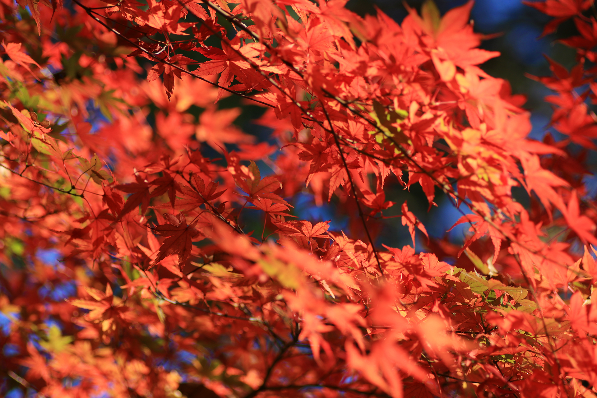 高尾山の真っ赤な紅葉