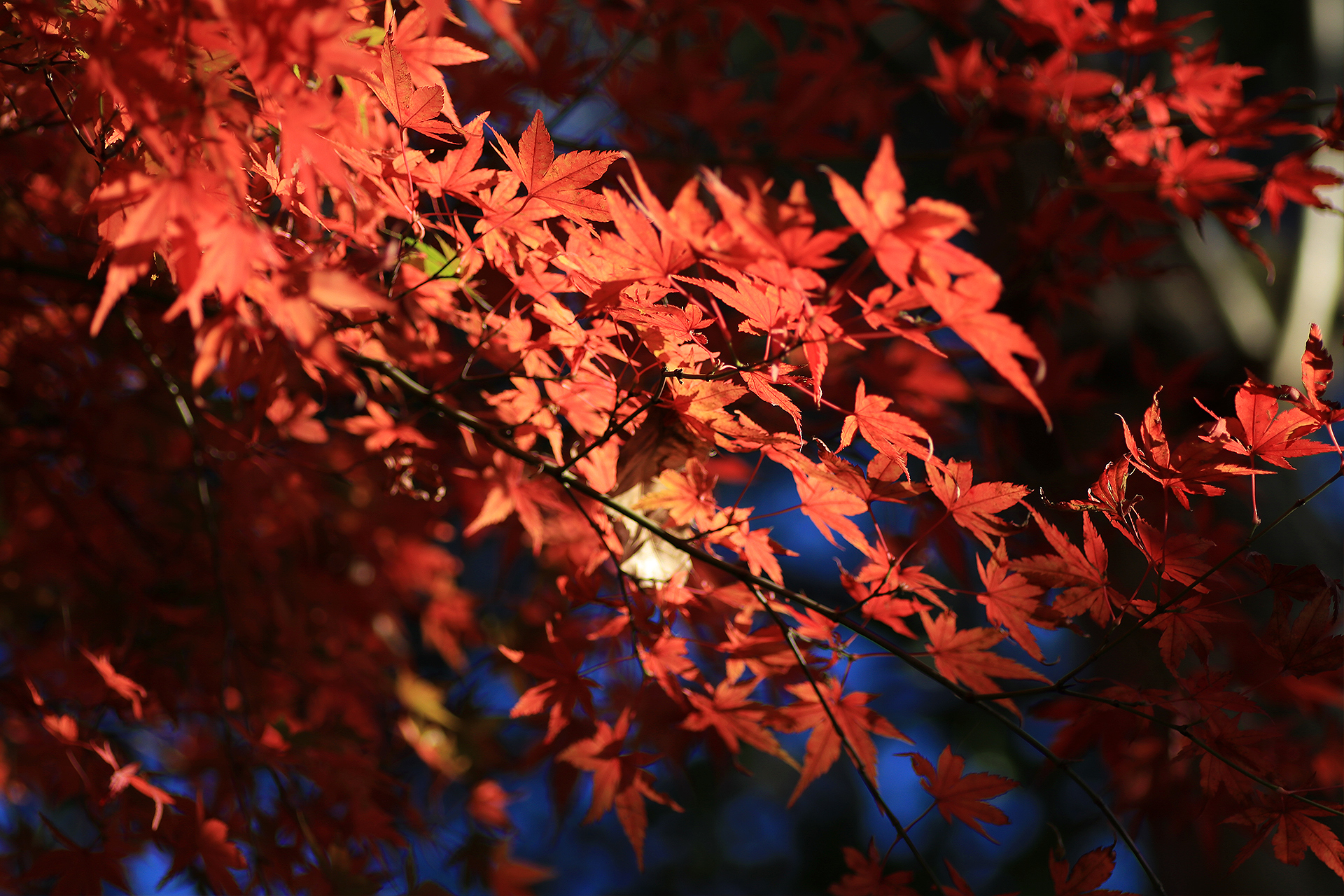 木もれ日の赤い紅葉