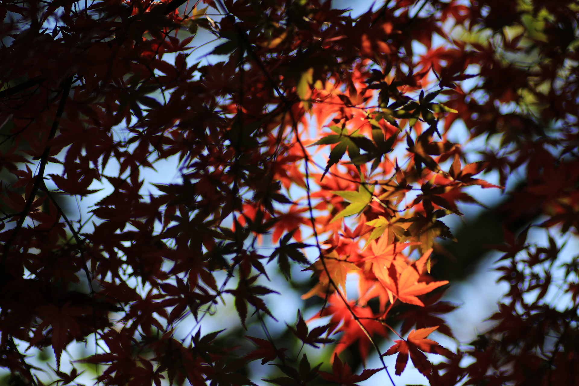 木もれ日の中の紅葉