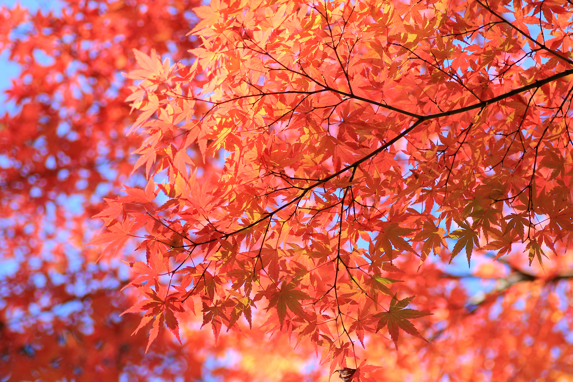 美しく輝く紅葉