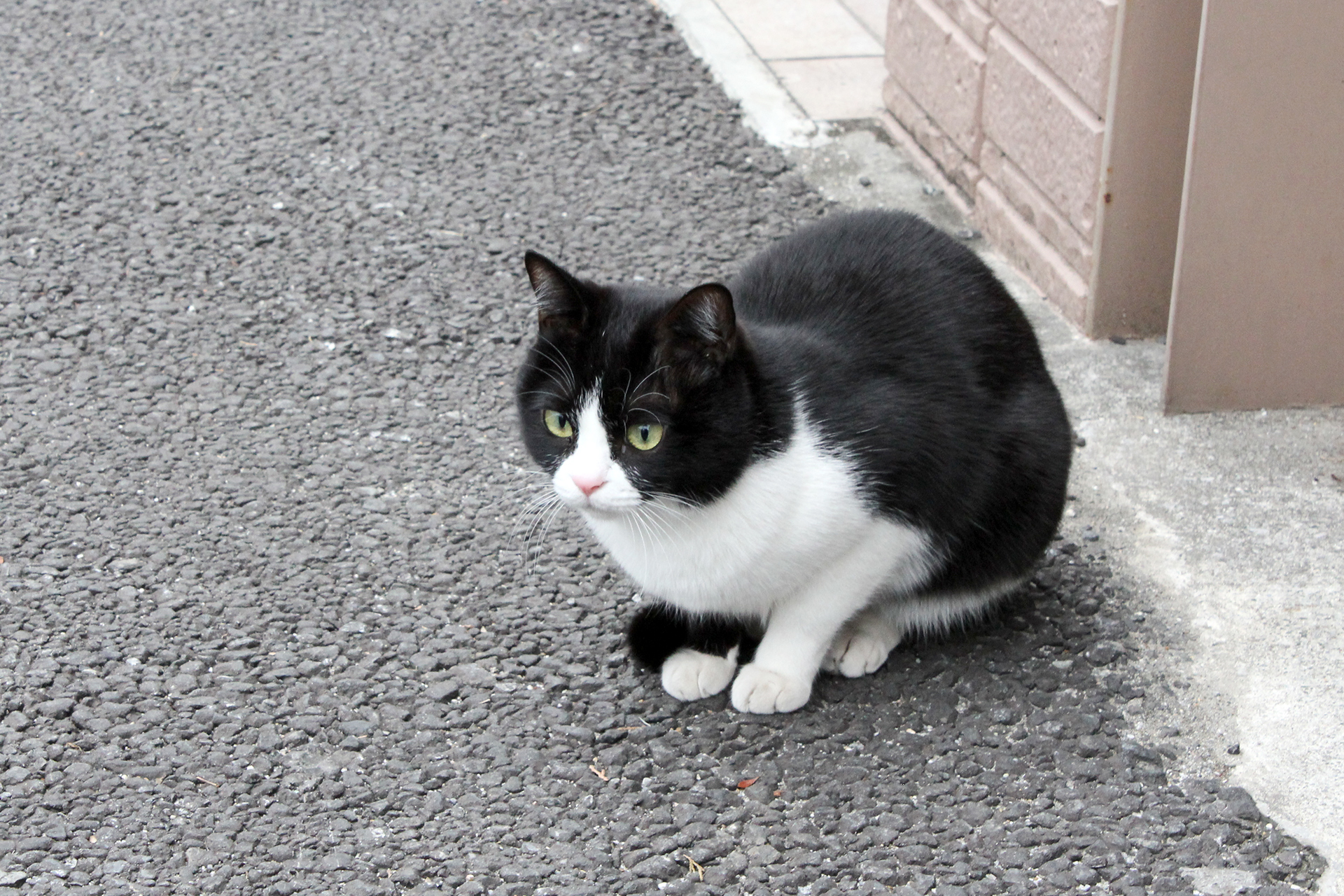 白と黒のかわいい猫