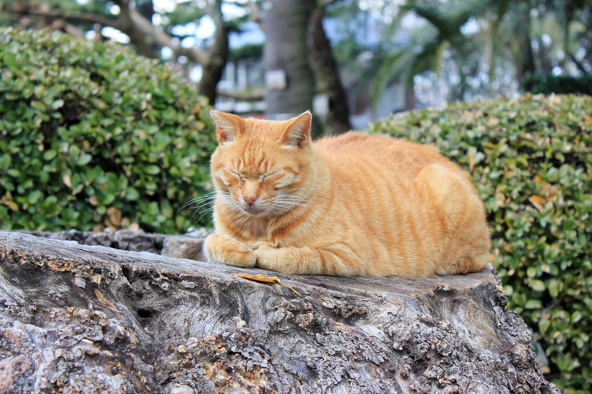 うとうとしている猫