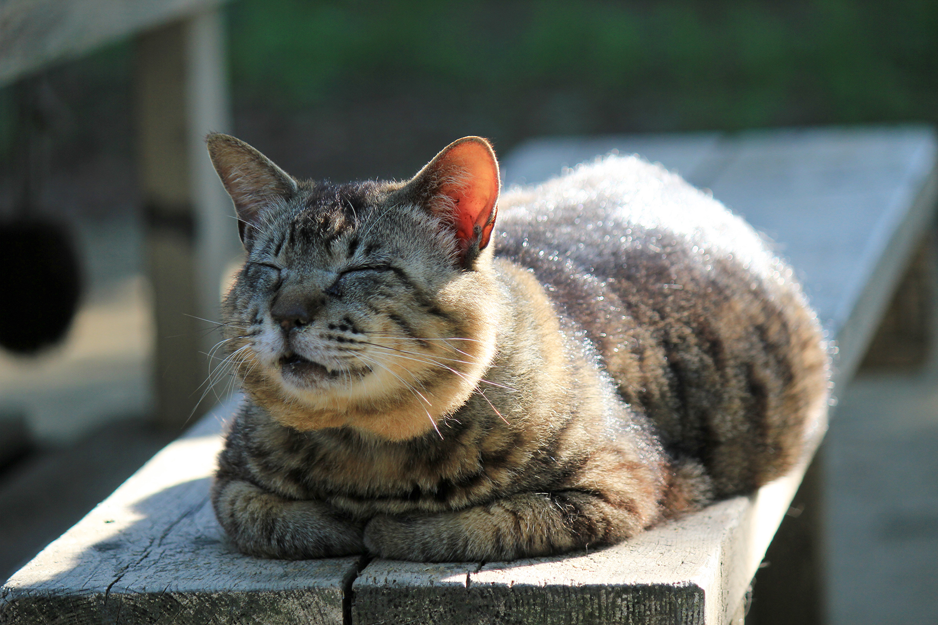 気持ち良さそうな猫