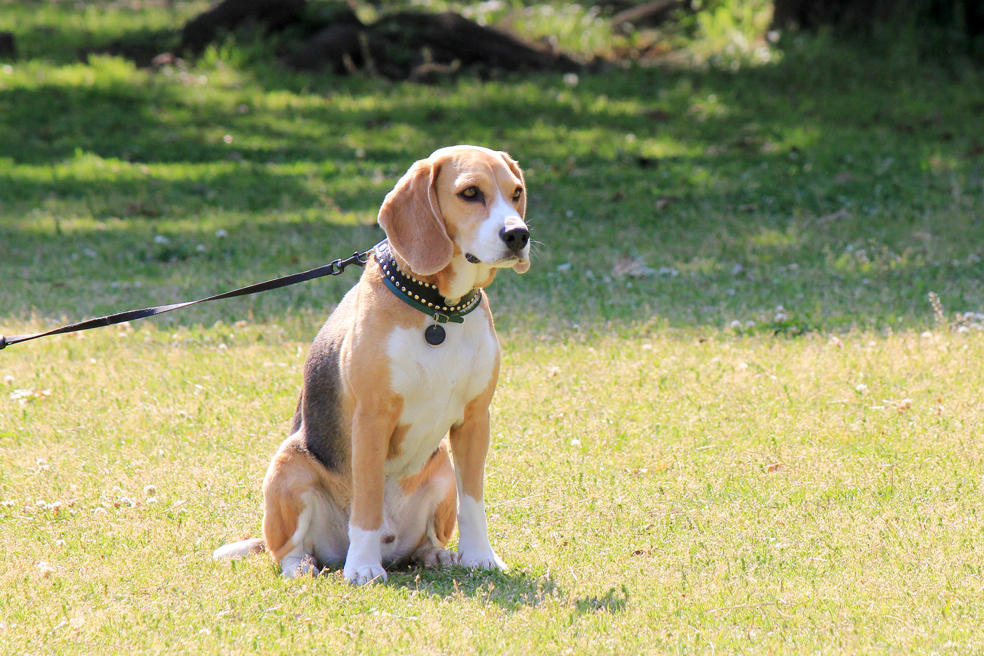 精悍な犬