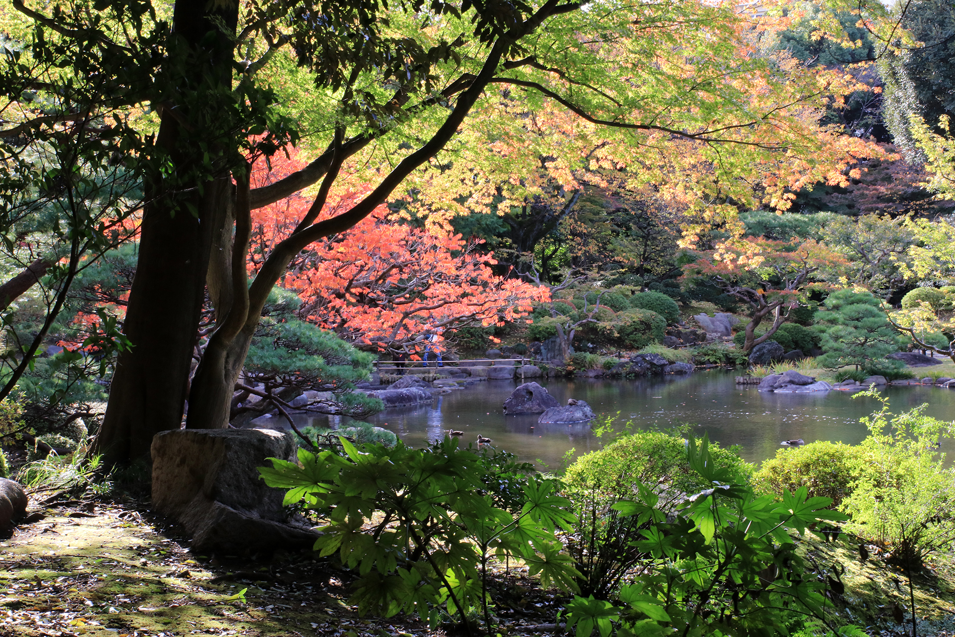 旧古河邸の日本庭園