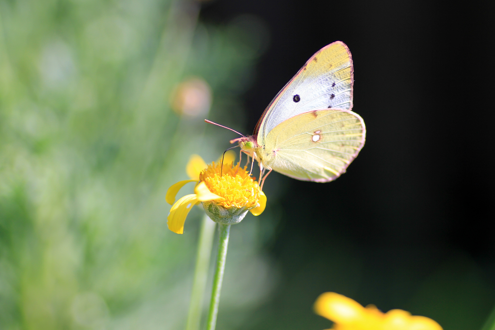 花の蜜を吸う小さな蝶