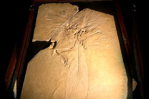 始祖鳥の化石