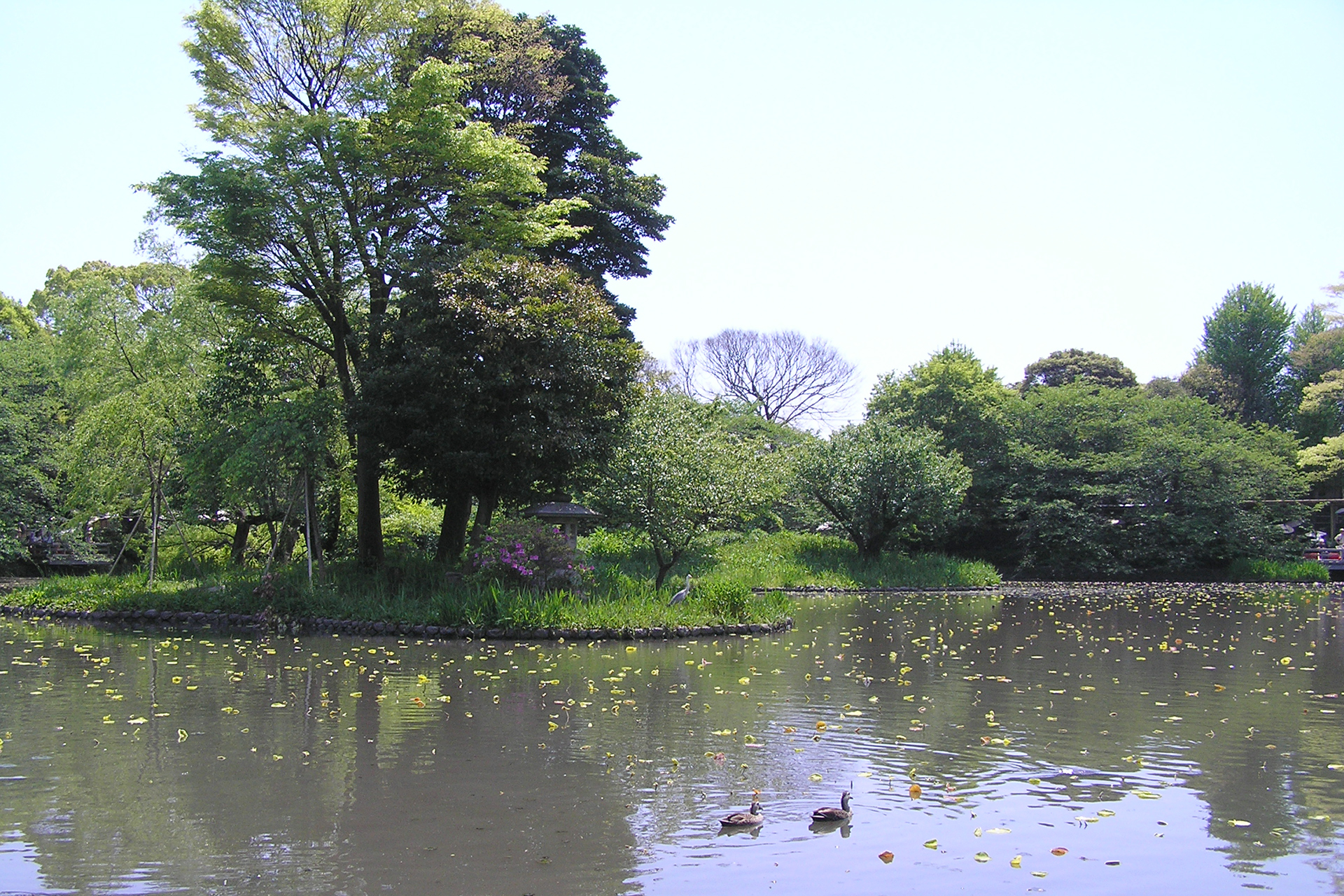 鶴岡八幡宮 源平池