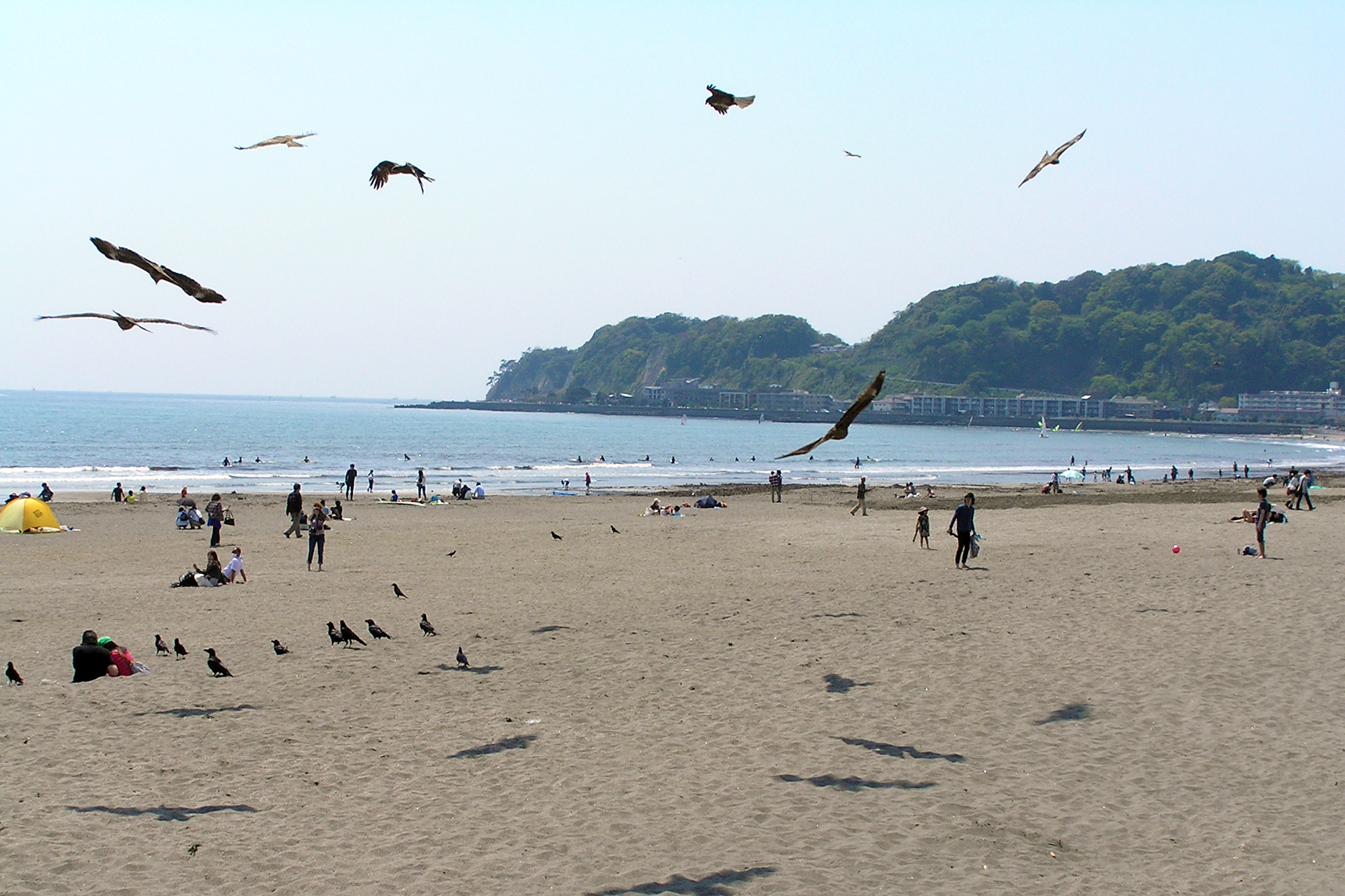 由比ガ浜のたくさんのトンビ