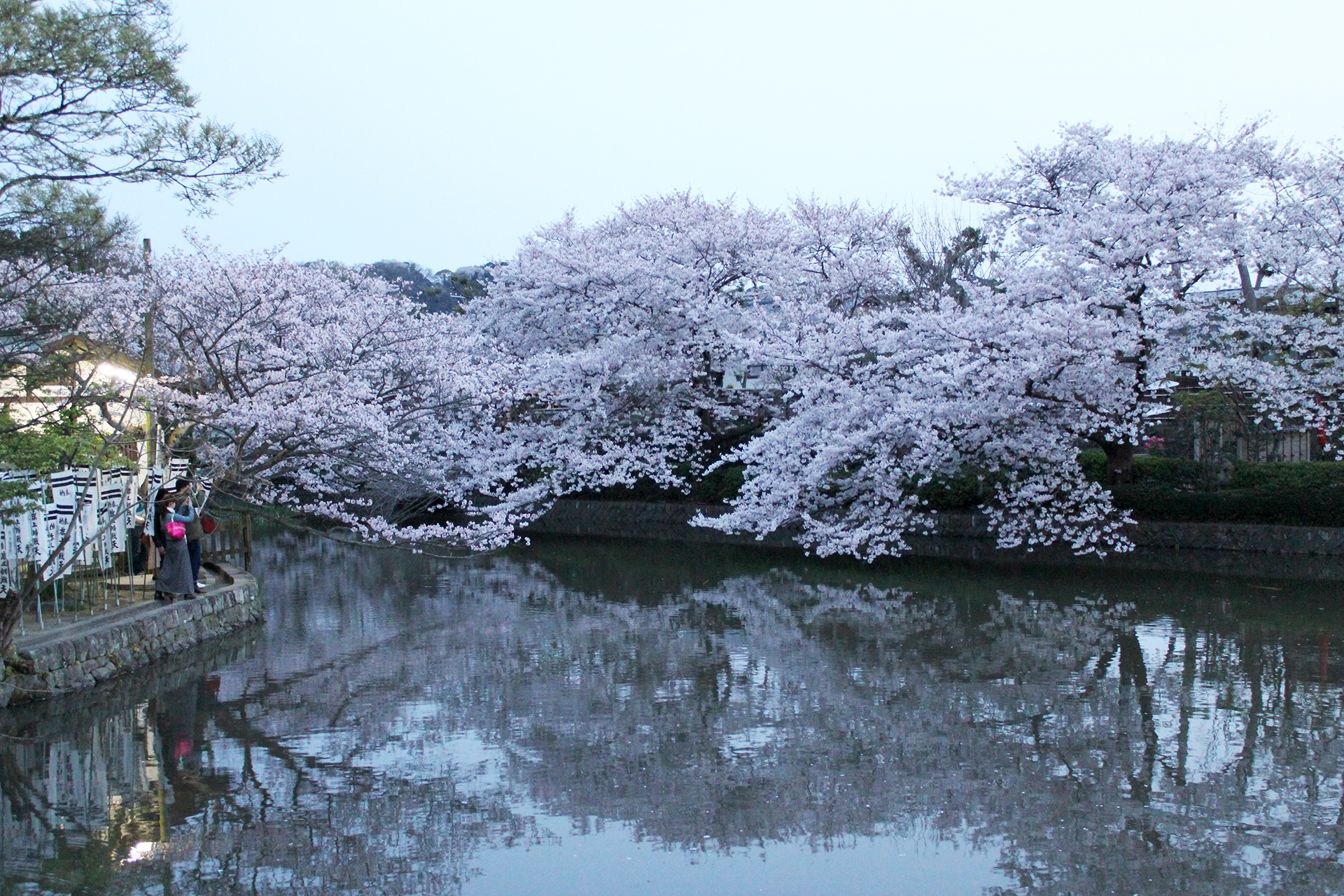 源平池の桜