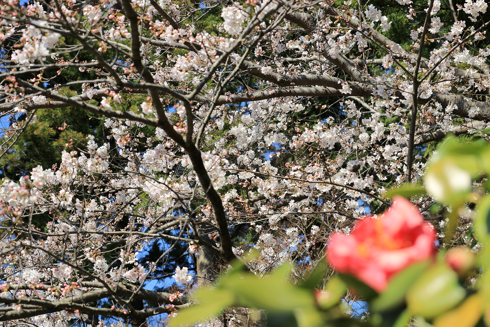 円覚寺の椿と桜