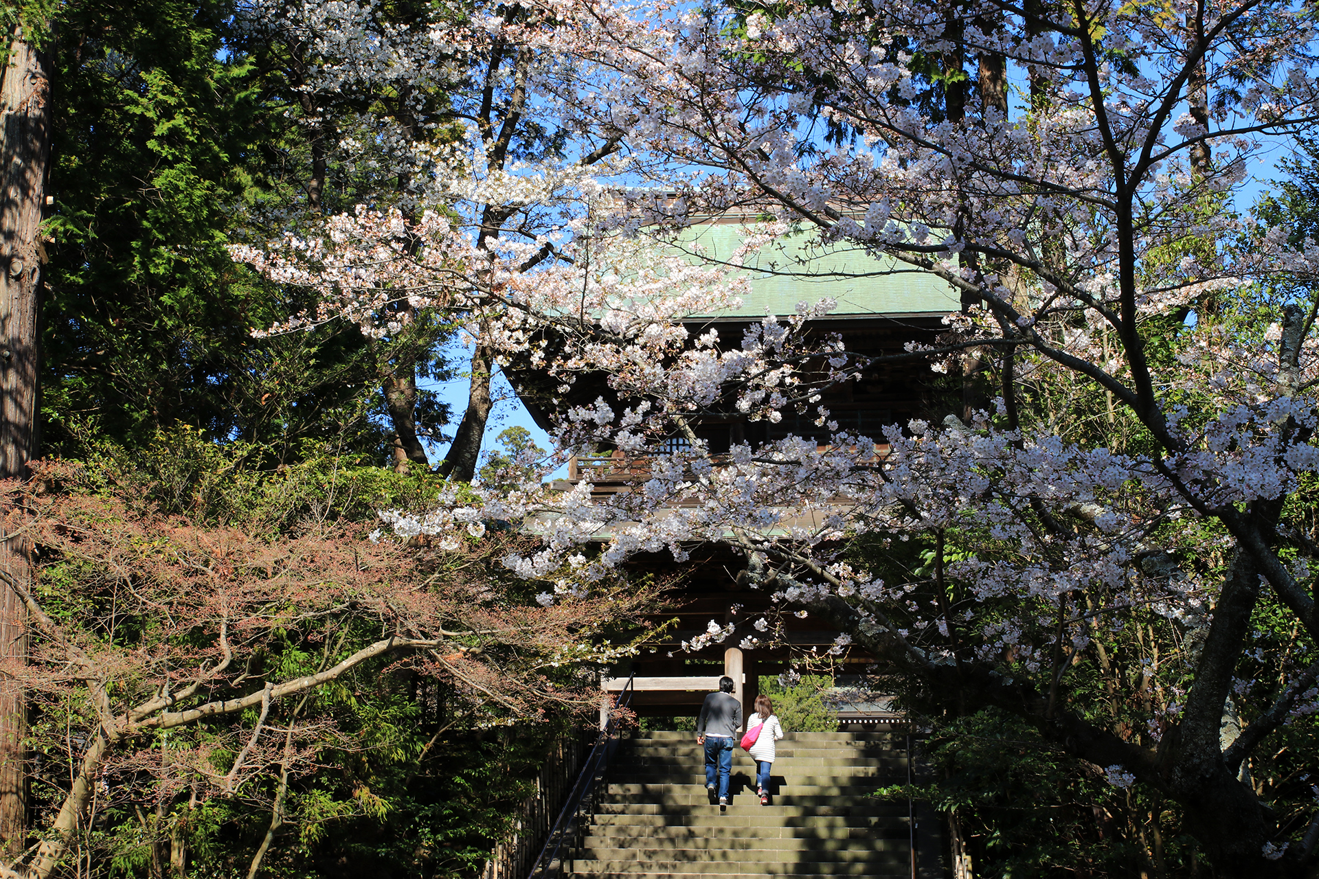 円覚寺 三門と桜