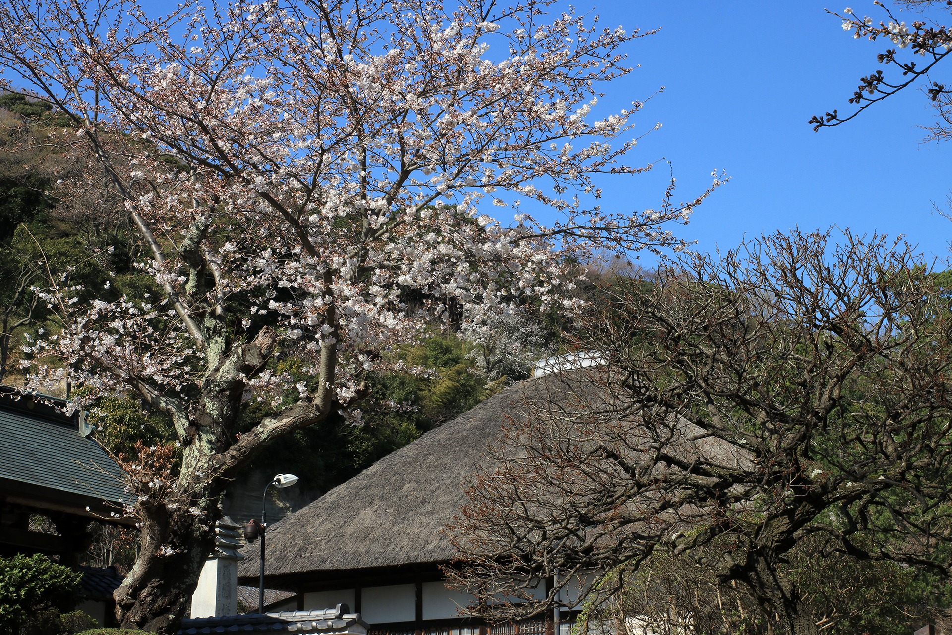 円覚寺の桜