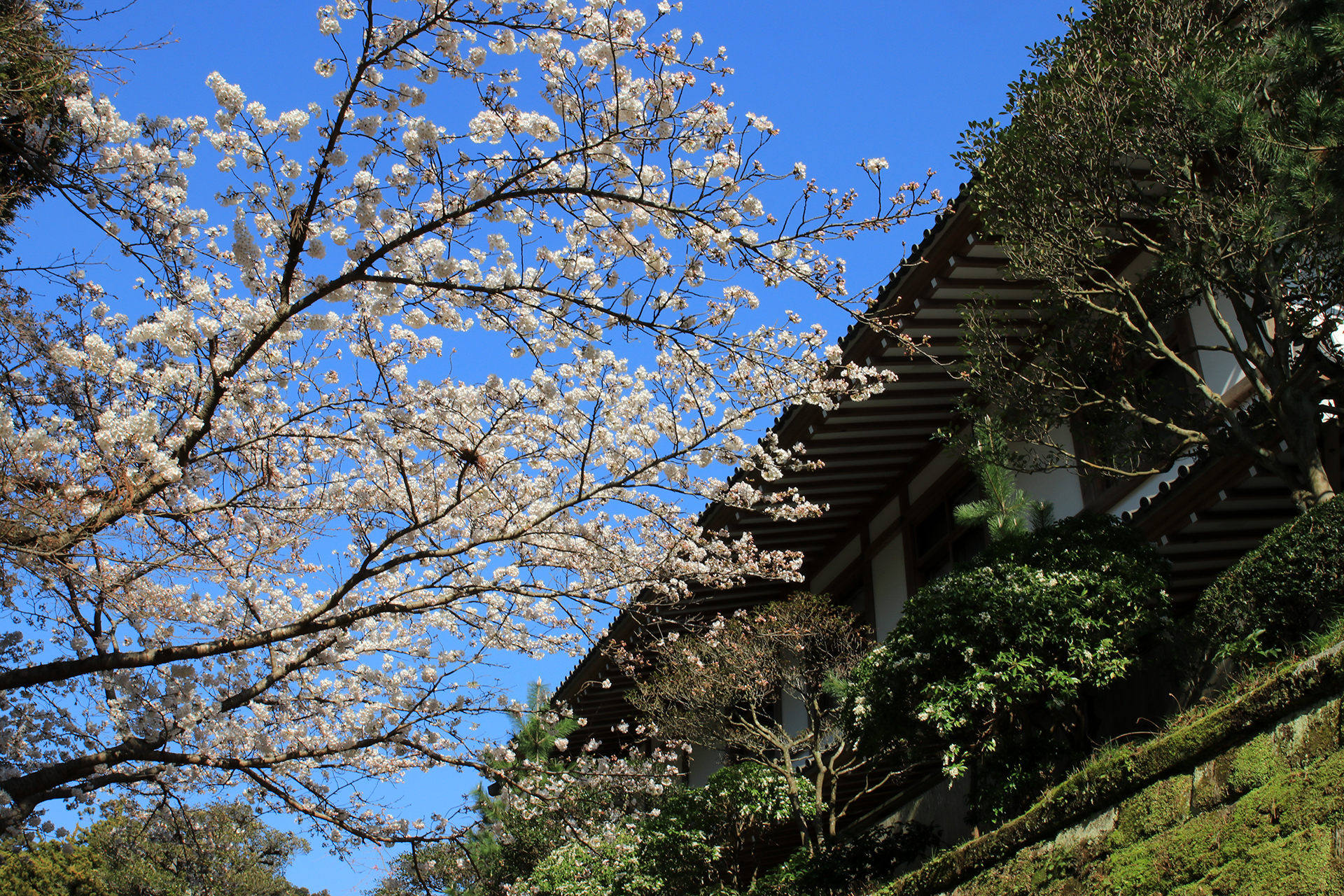 円覚寺の桜