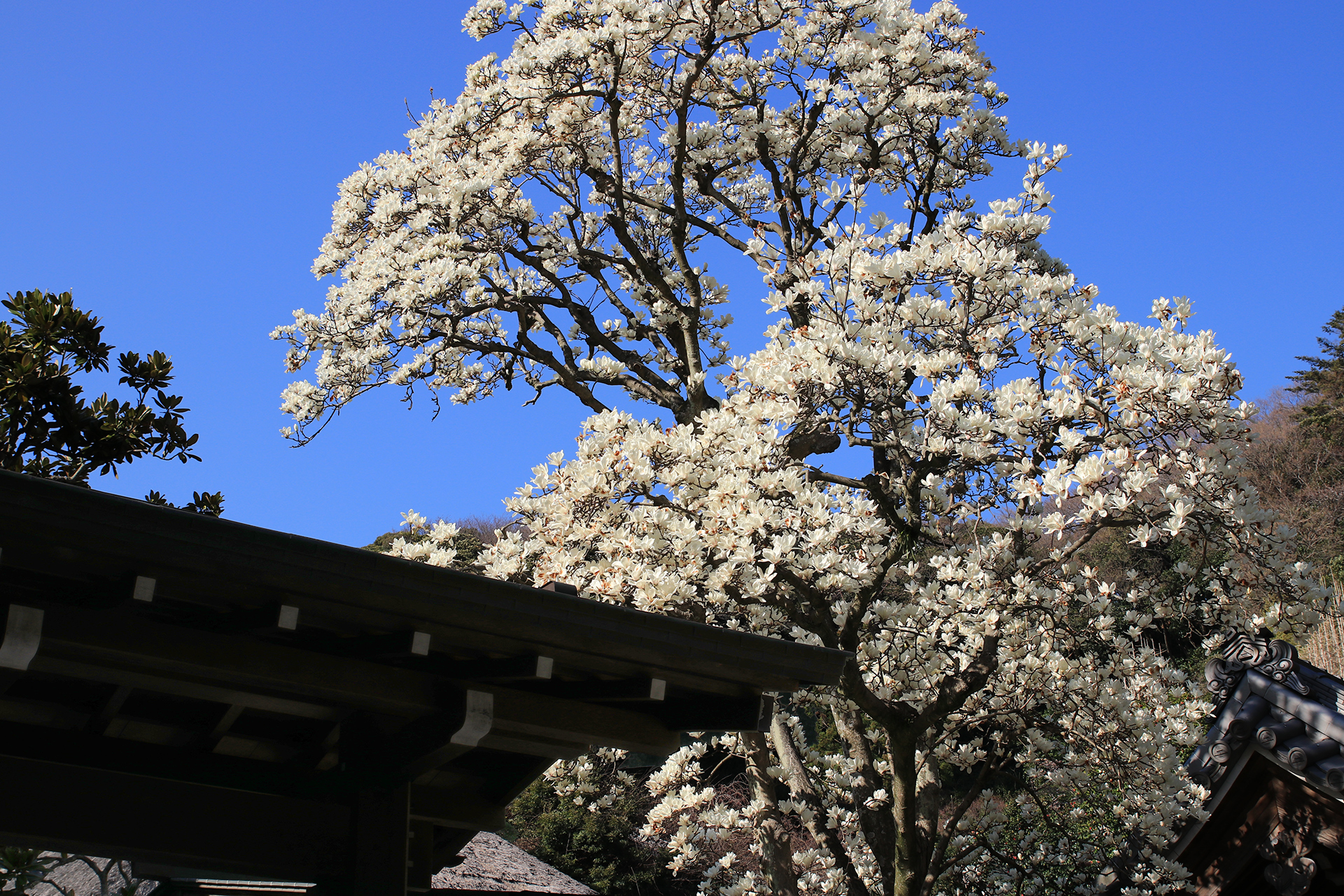 円覚寺 大きなハクモクレン