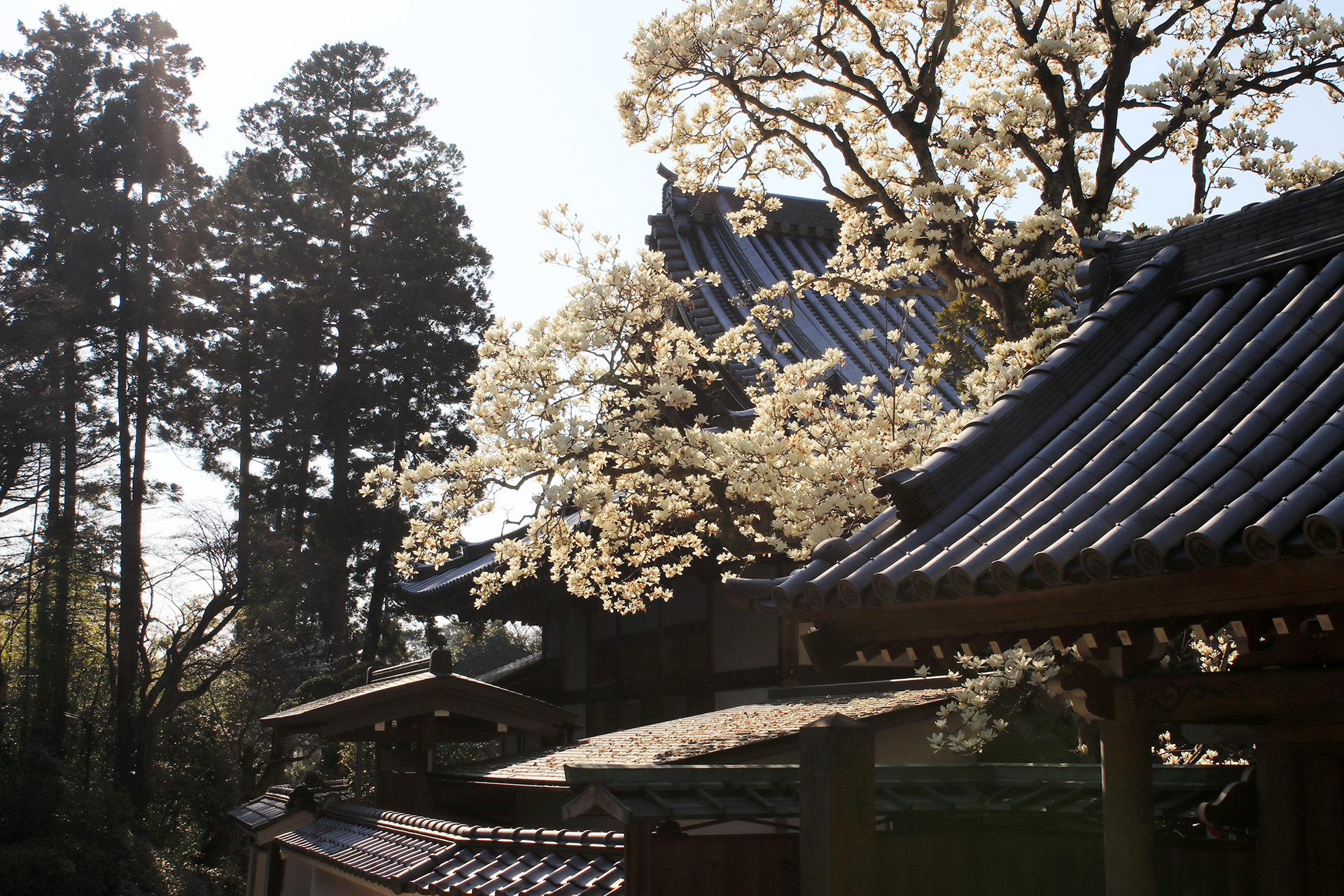 円覚寺 大きなハクモクレン