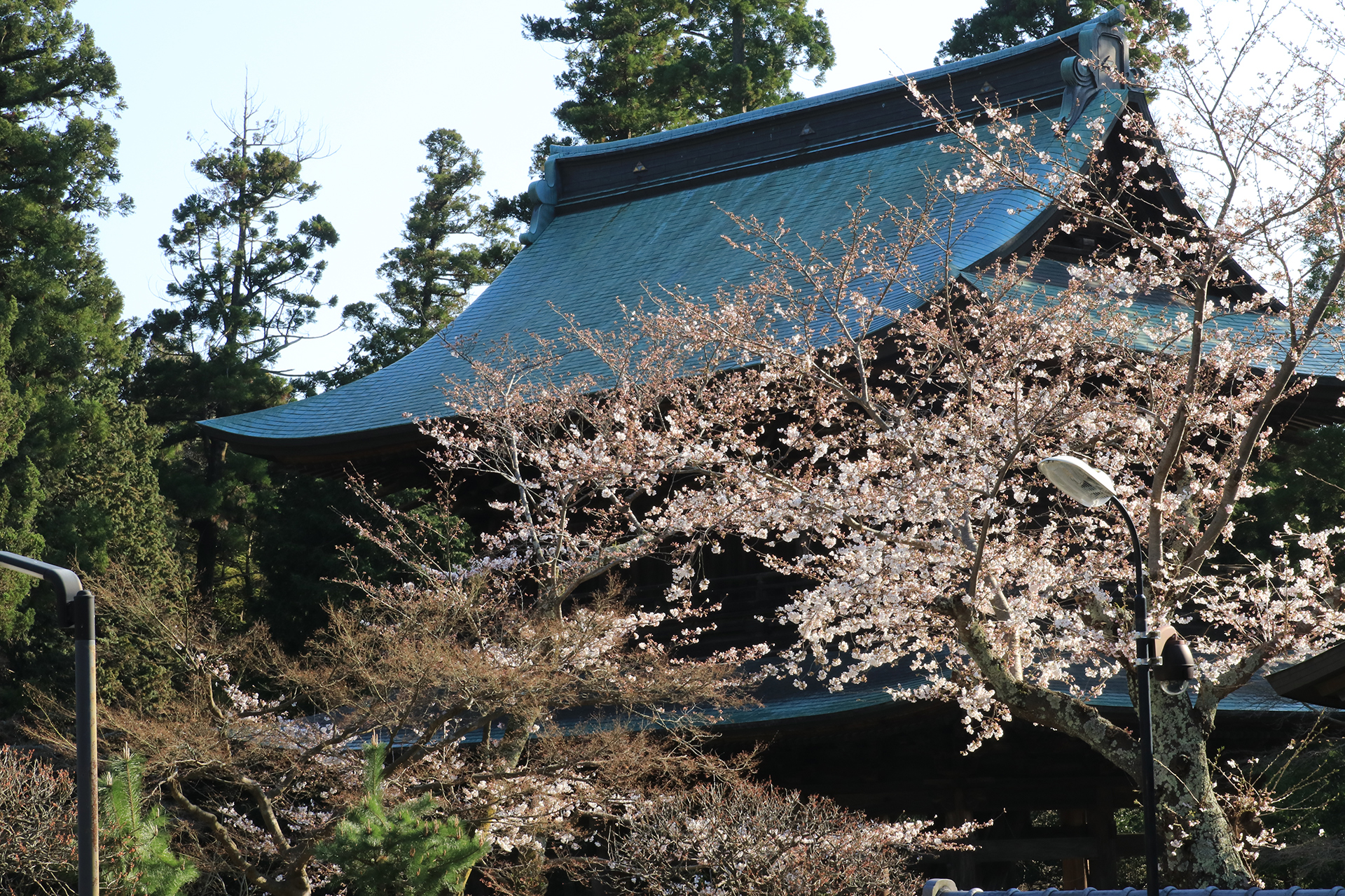 円覚寺の桜