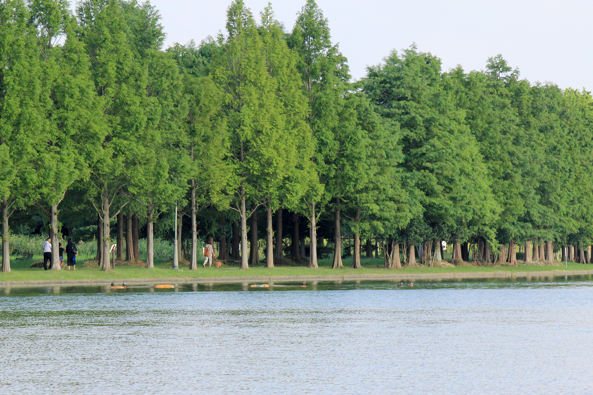 水元公園、対岸の林