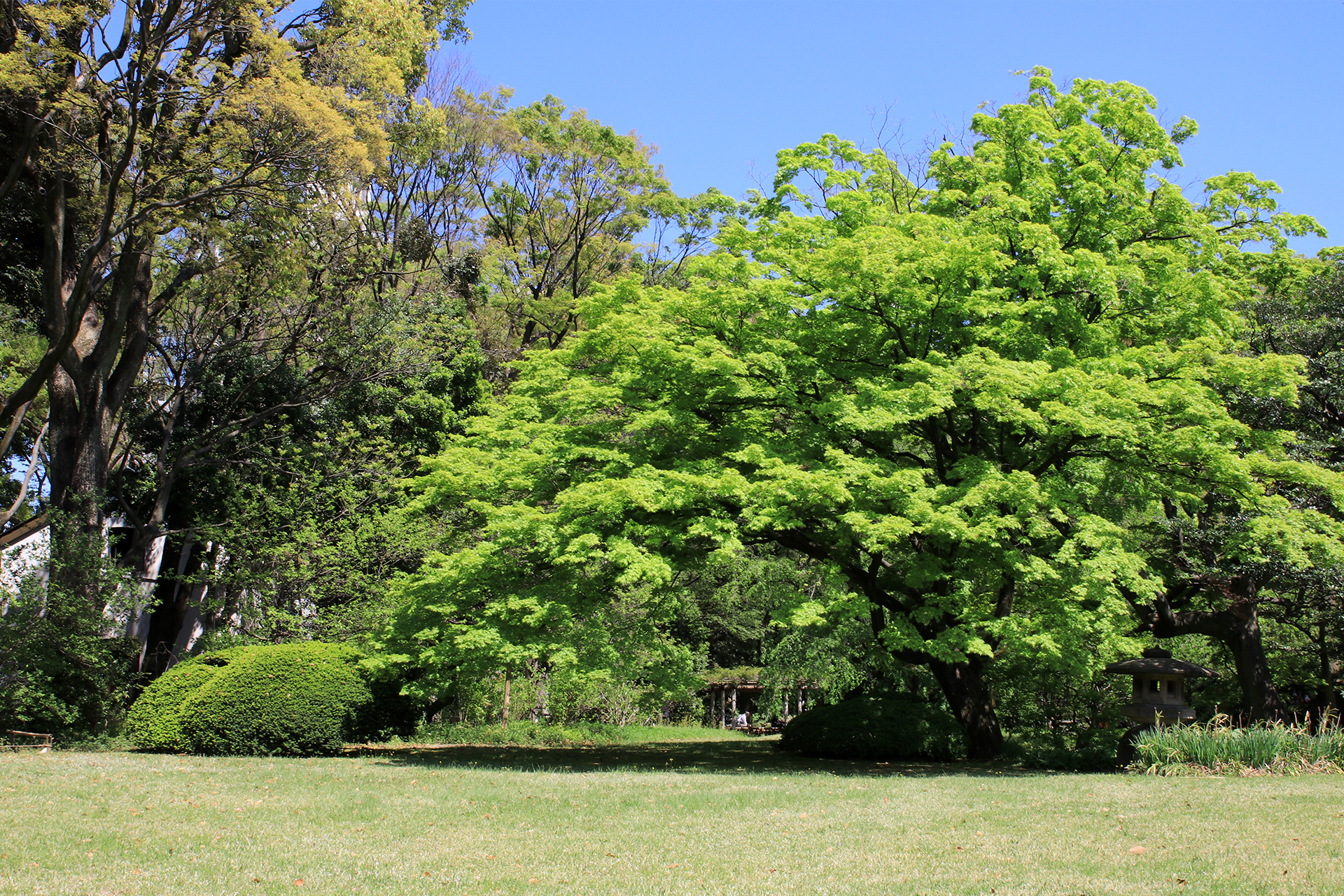 六義園の大きな緑の木