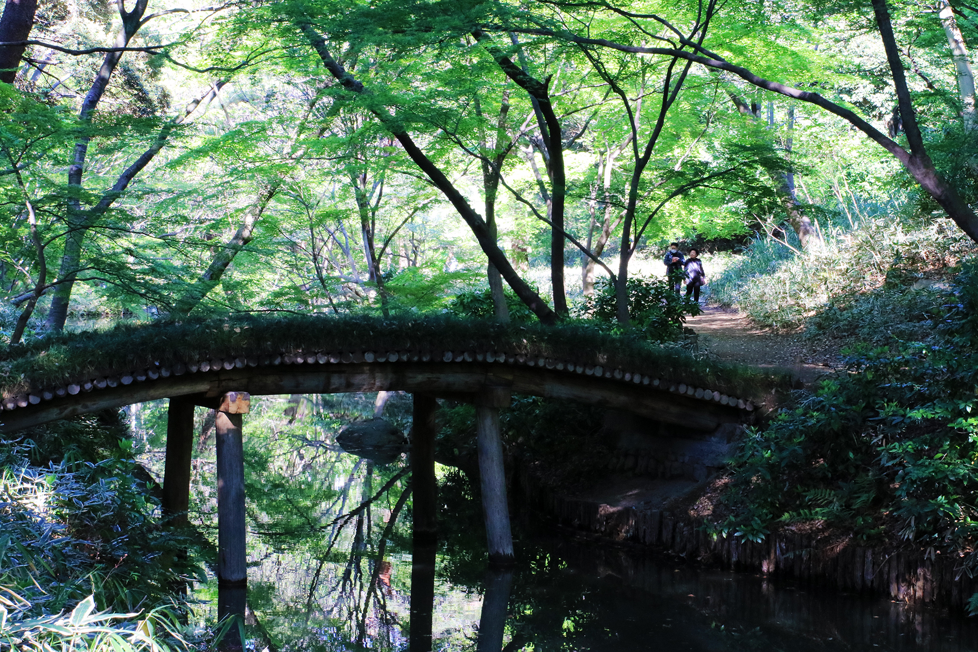 六義園の緑