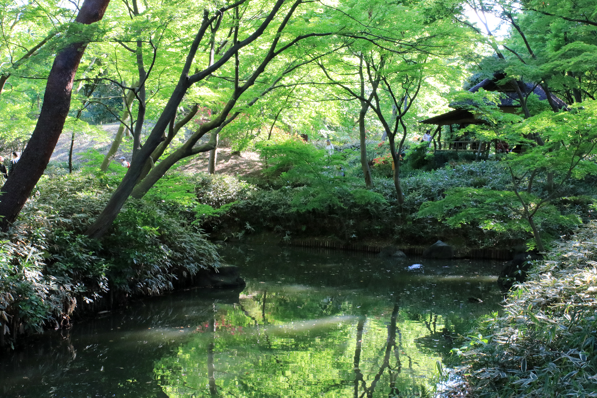 六義園の緑