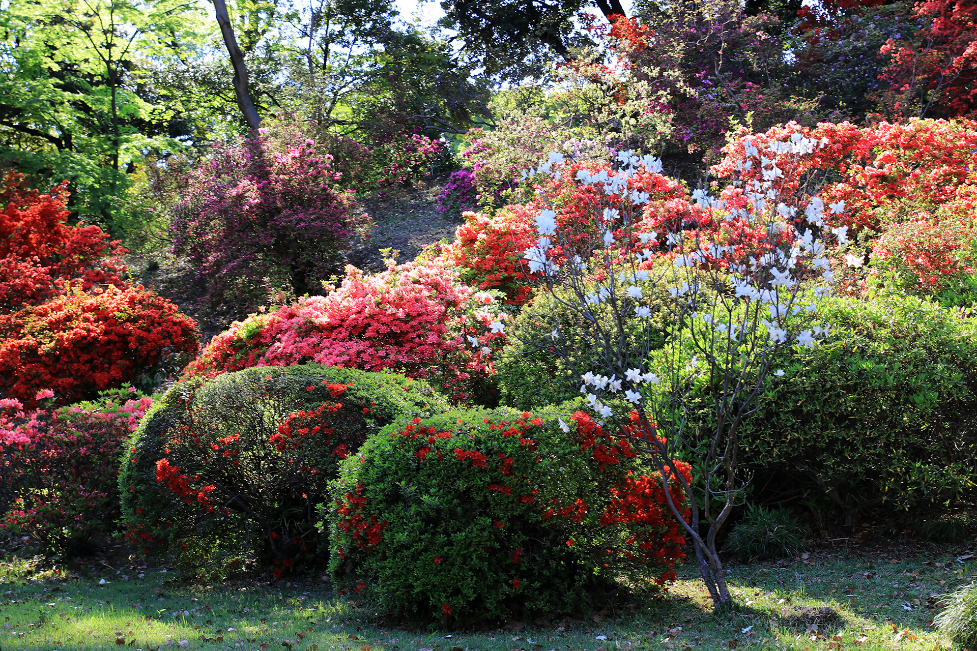 六義園のツツジ