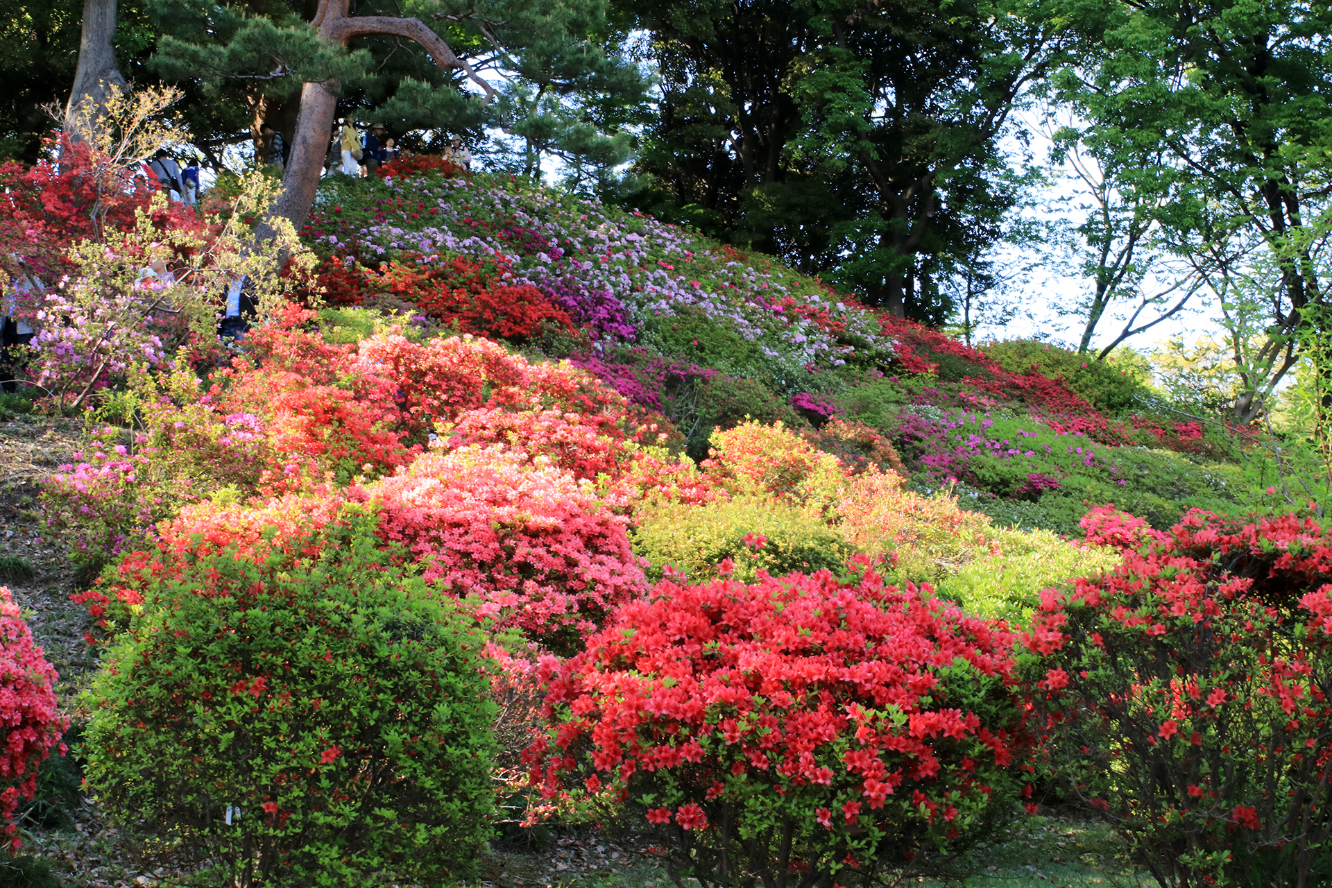 六義園の色とりどりのツツジ