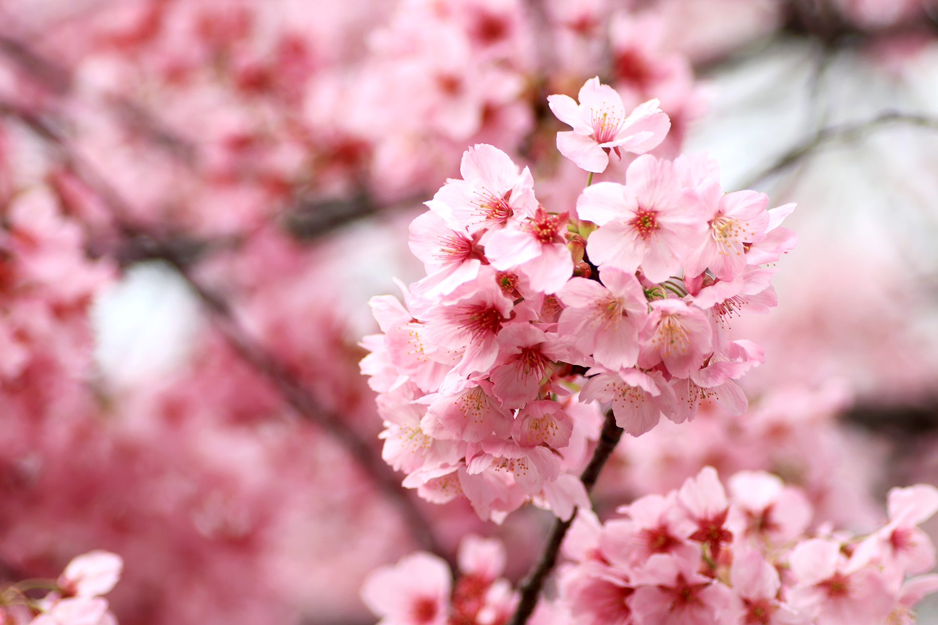 ピンク色のかわいい桜