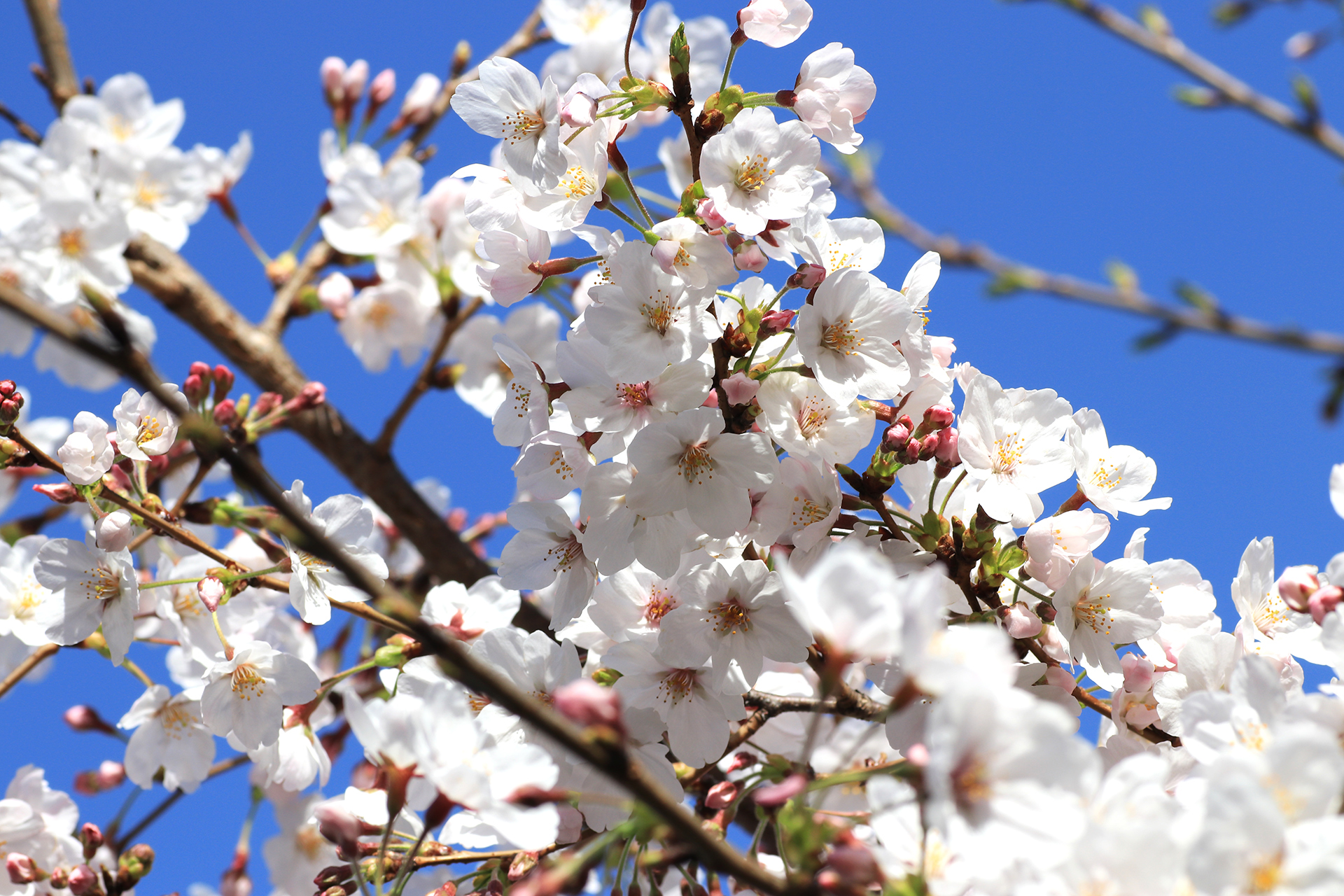 青い空と真っ白な桜