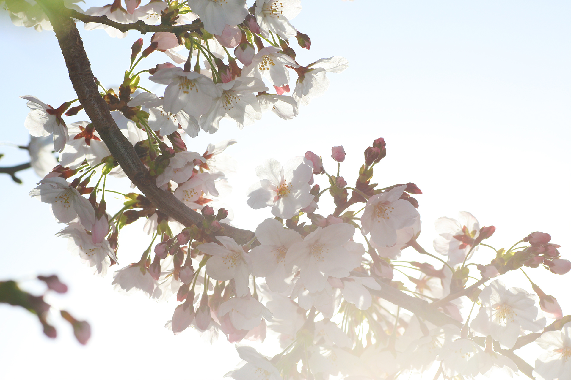 逆光の透ける桜