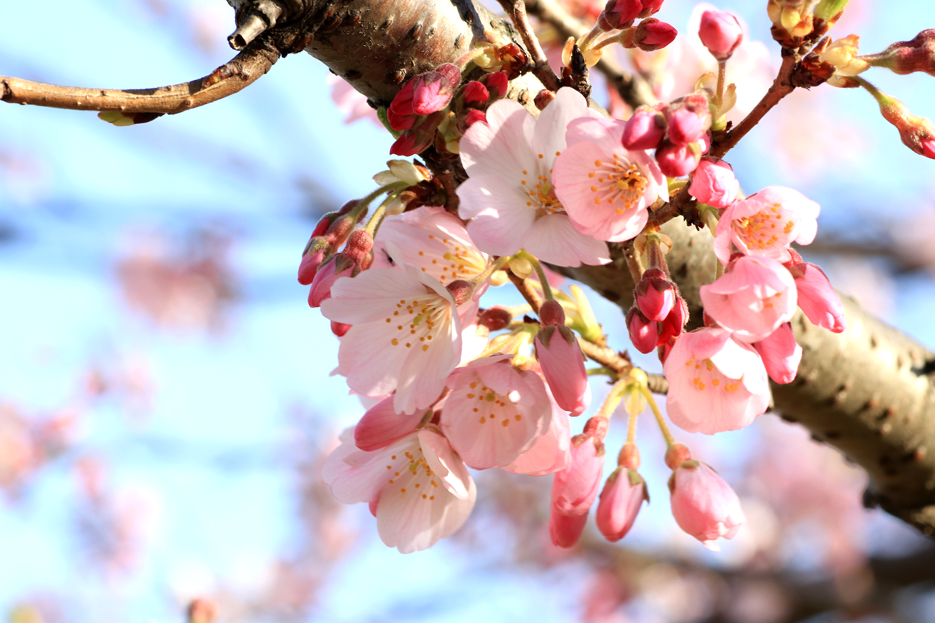 ピンク色の桜