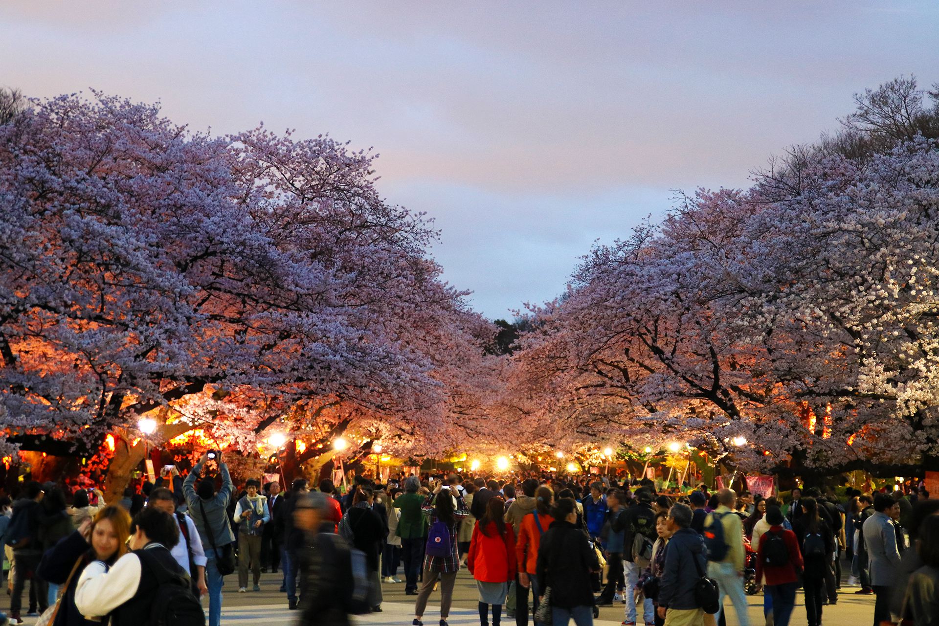 上野公園 夜桜見物