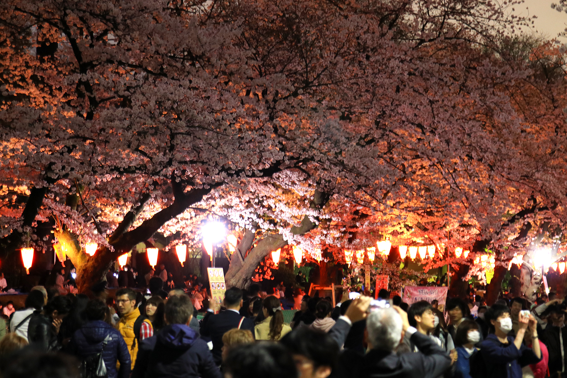 上野公園 夜桜見物