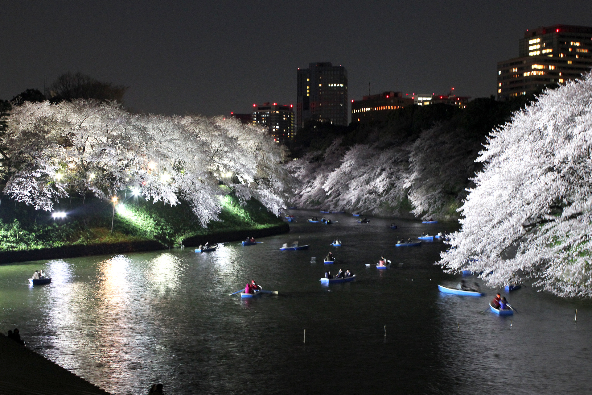 千鳥ヶ淵の夜桜