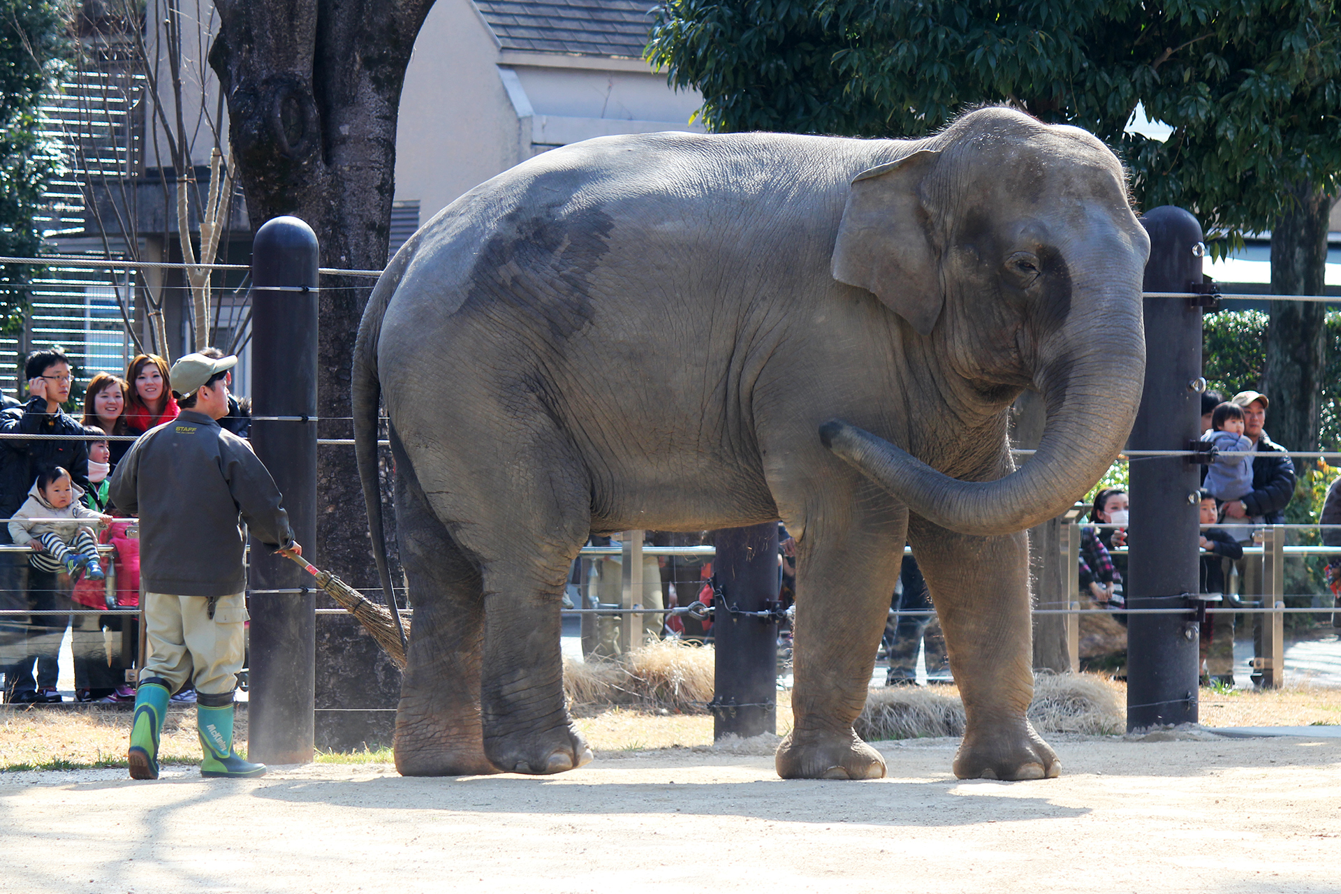 上野動物園のアジアゾウ