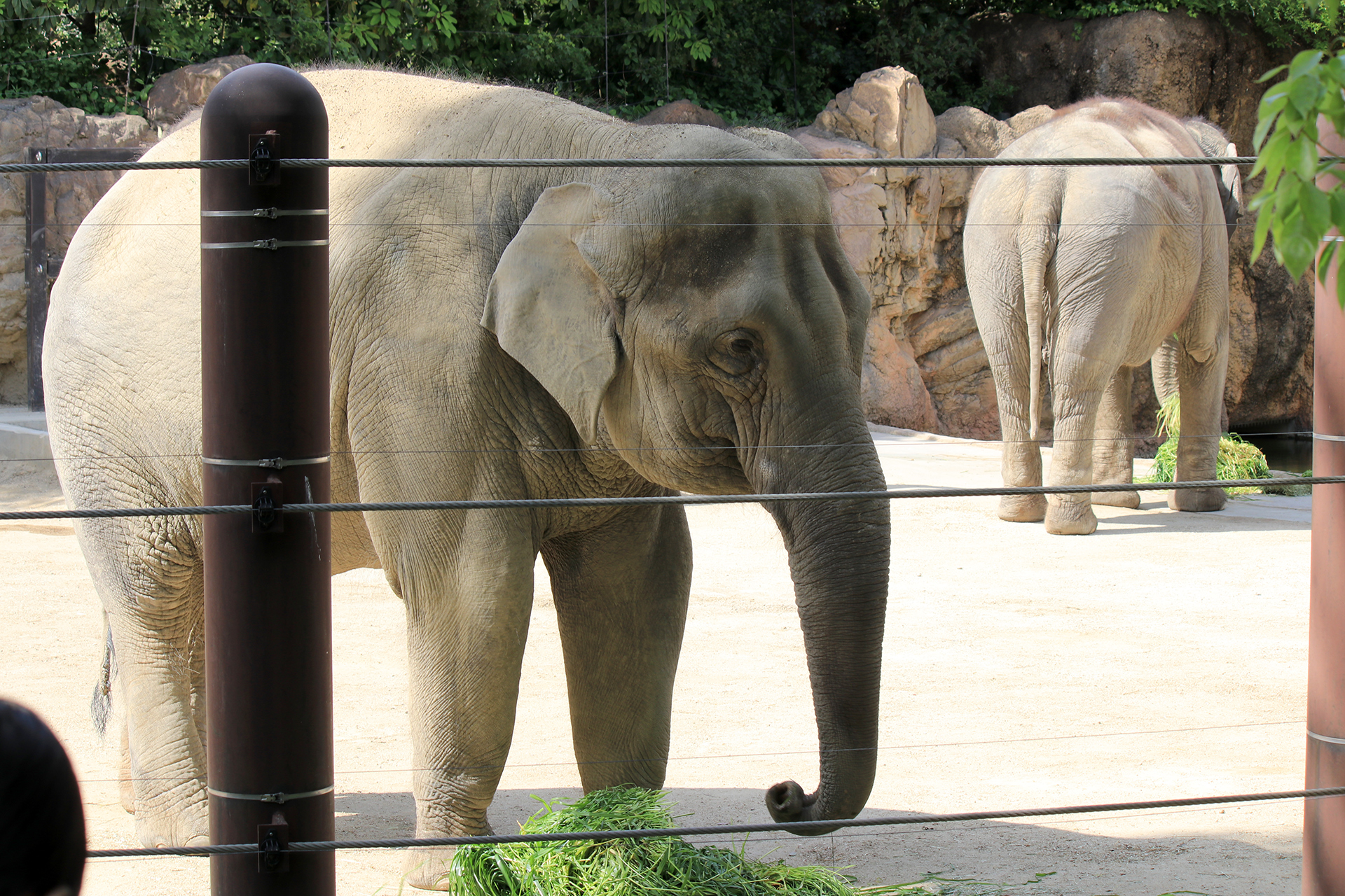 上野動物園のアジアゾウ