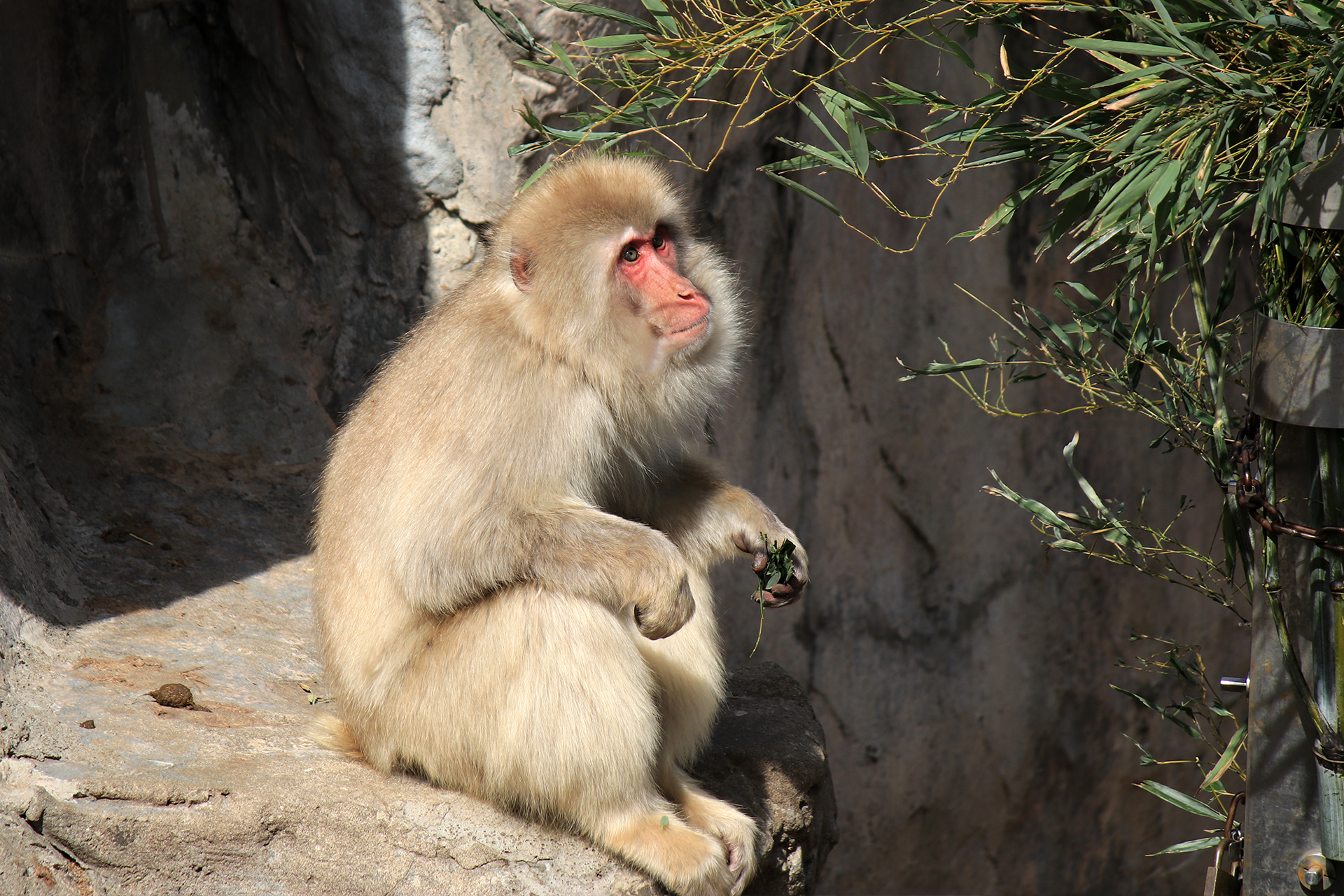 上野動物園のニホンザル