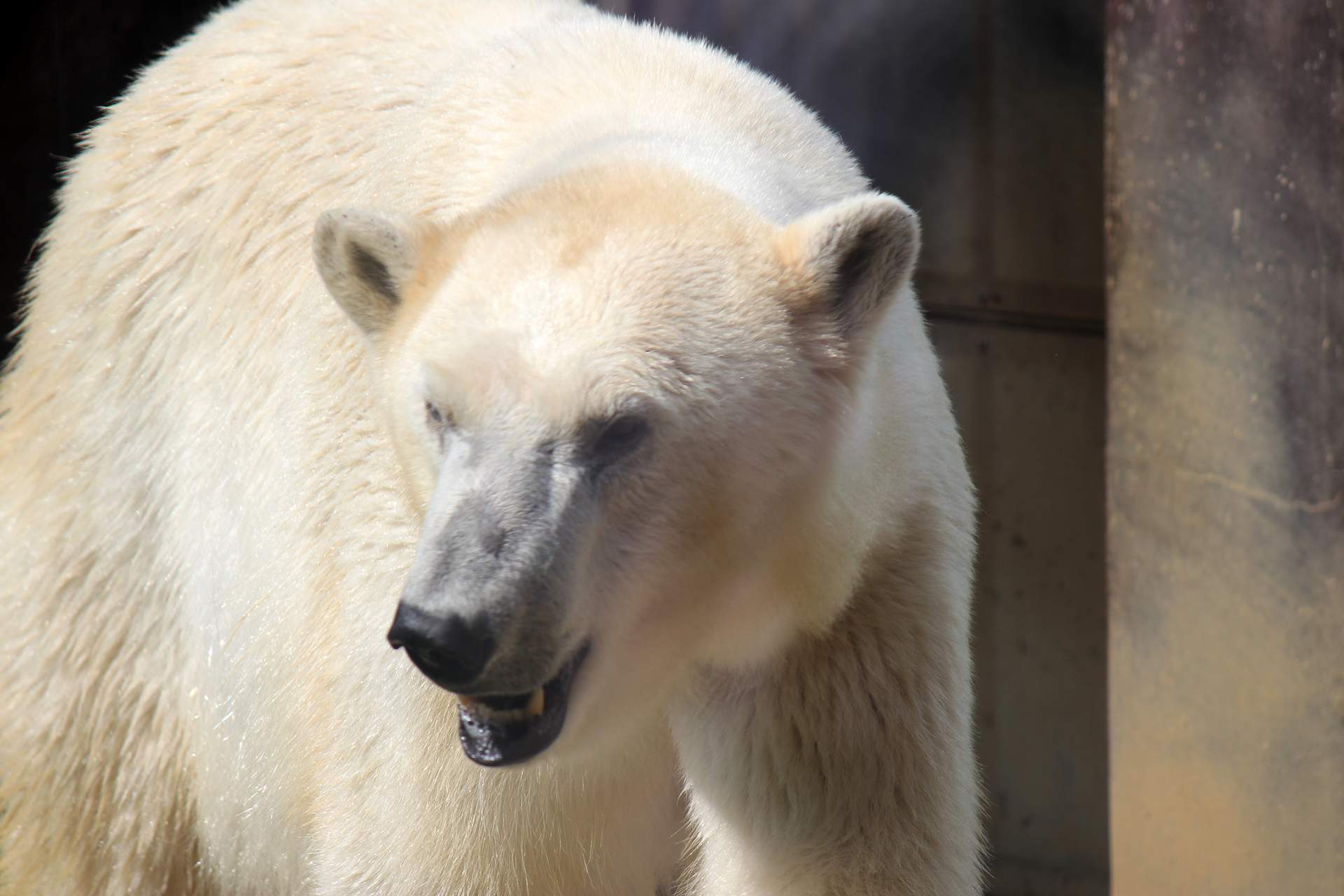 上野動物園のシロクマ