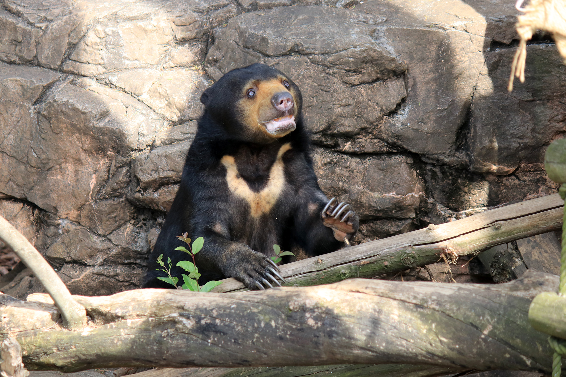 上野動物園のマレーグマ