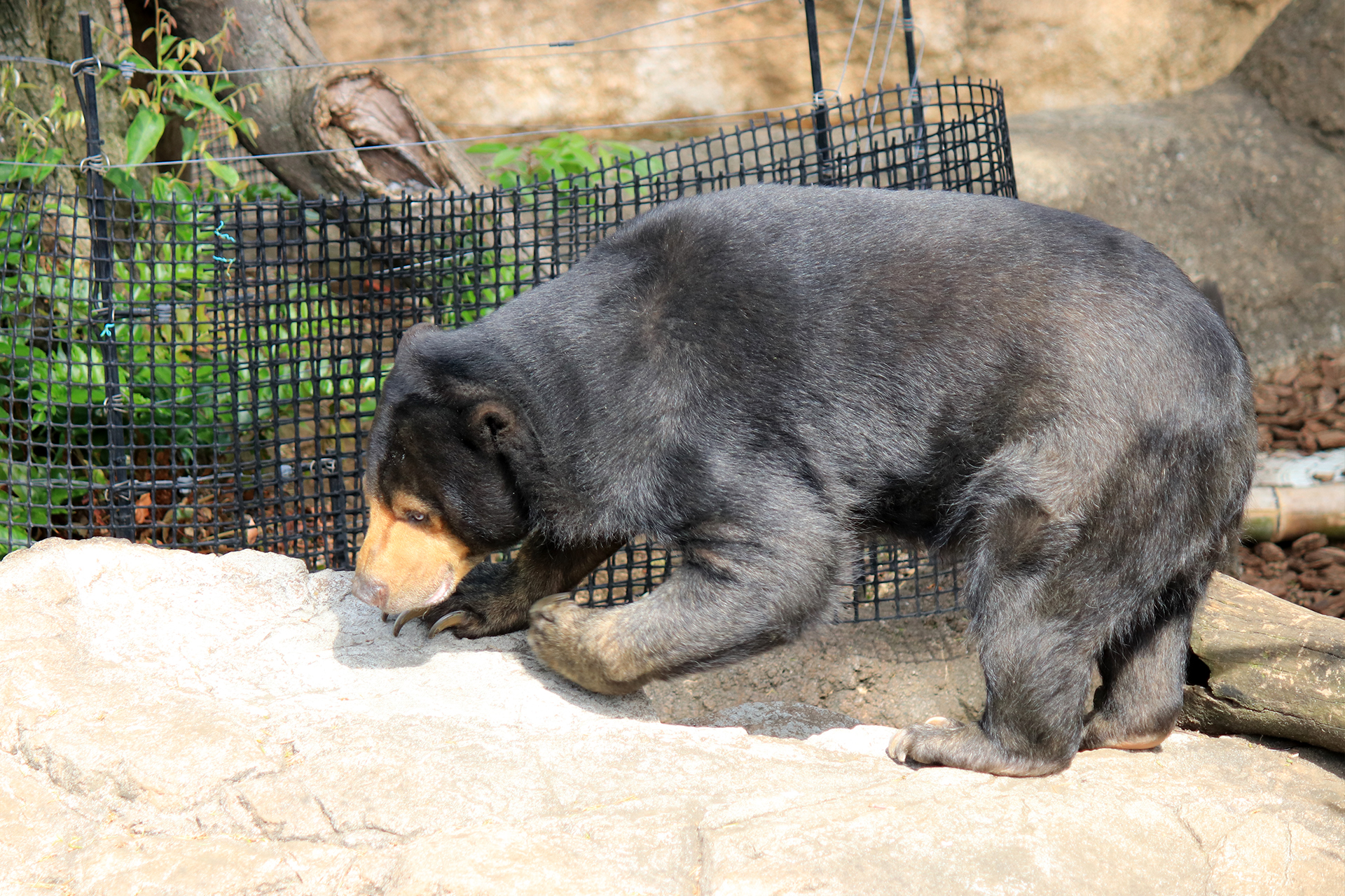 上野動物園のマレーグマ