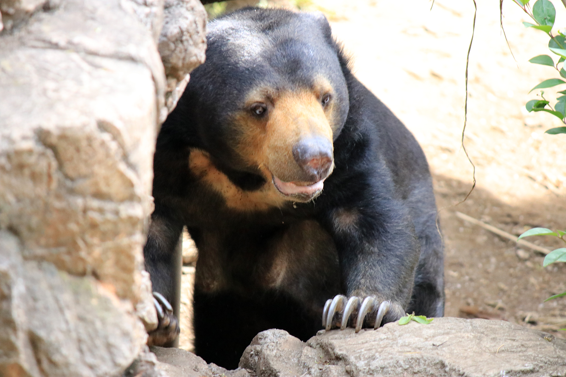 上野動物園のマレーグマ