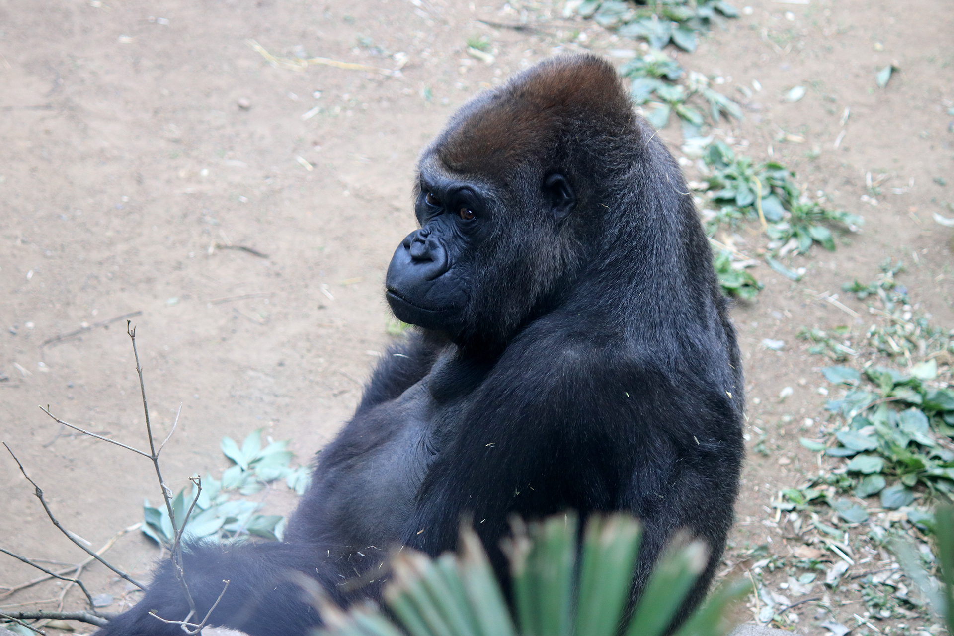 上野動物園のゴリラ