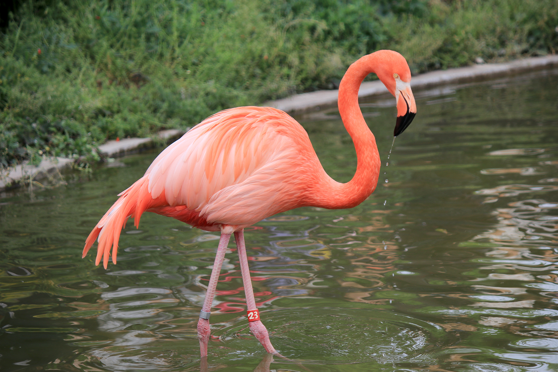 上野動物園のフラミンゴ