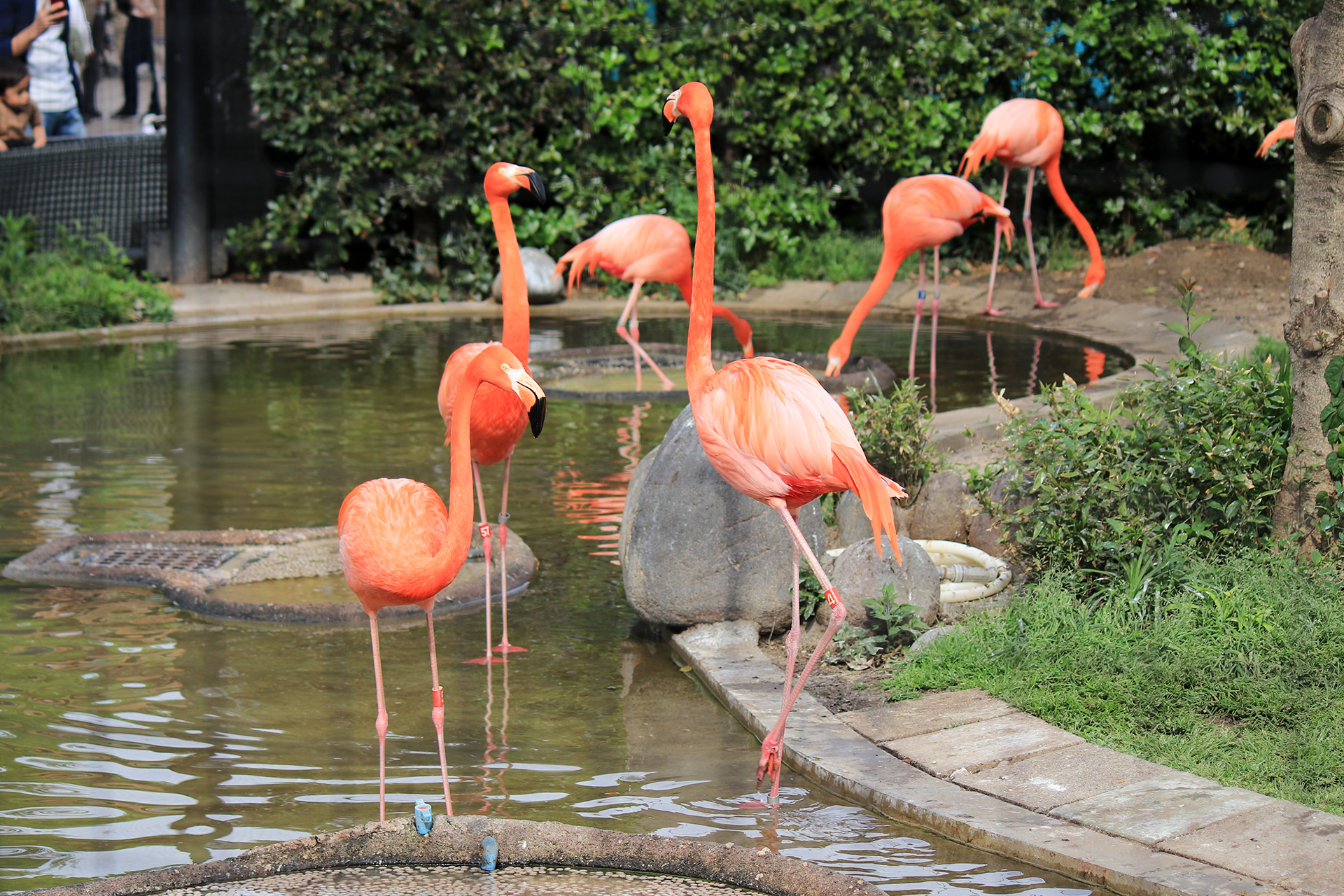 上野動物園のフラミンゴたち