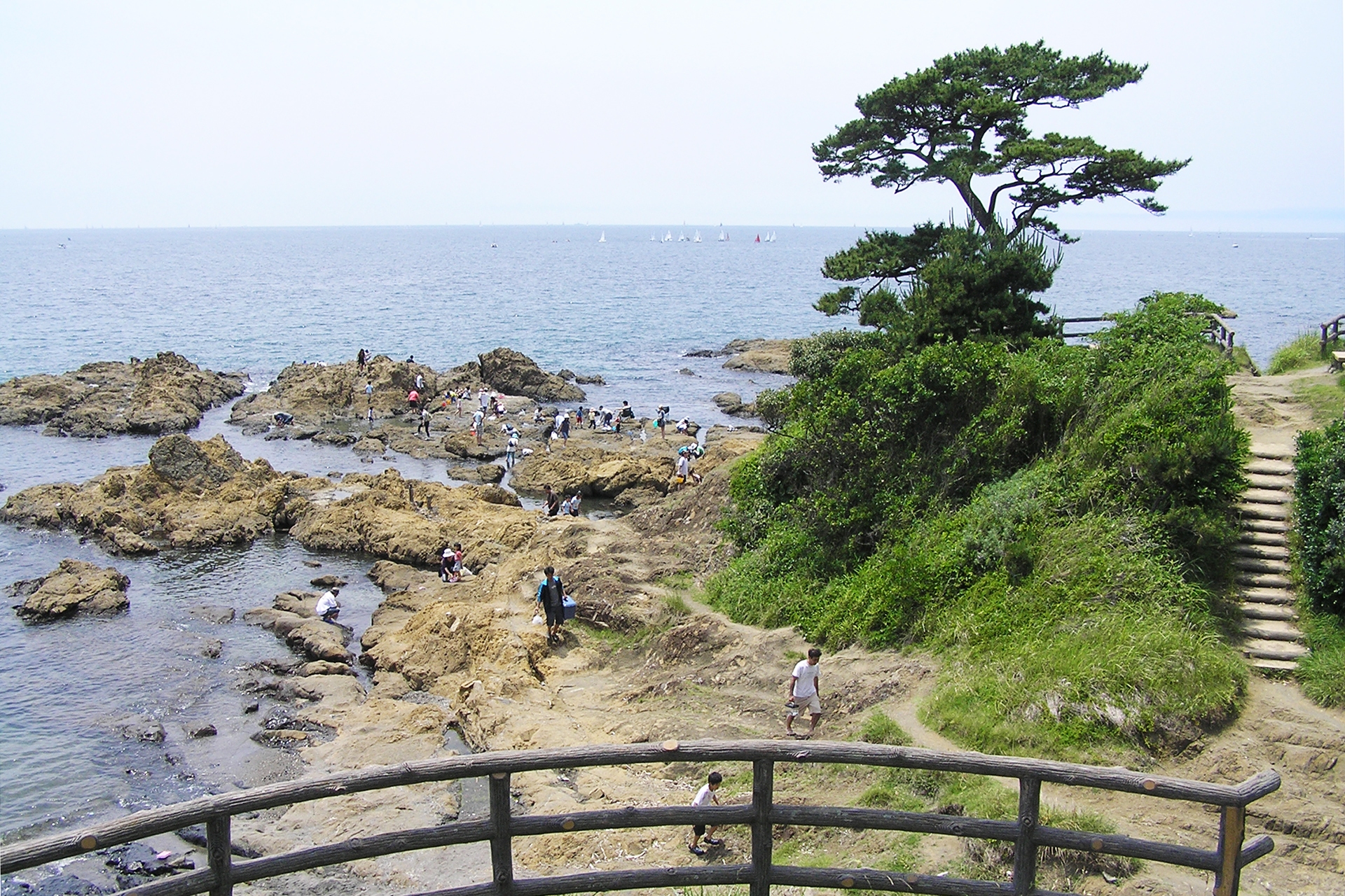 立石 梵天鼻の松